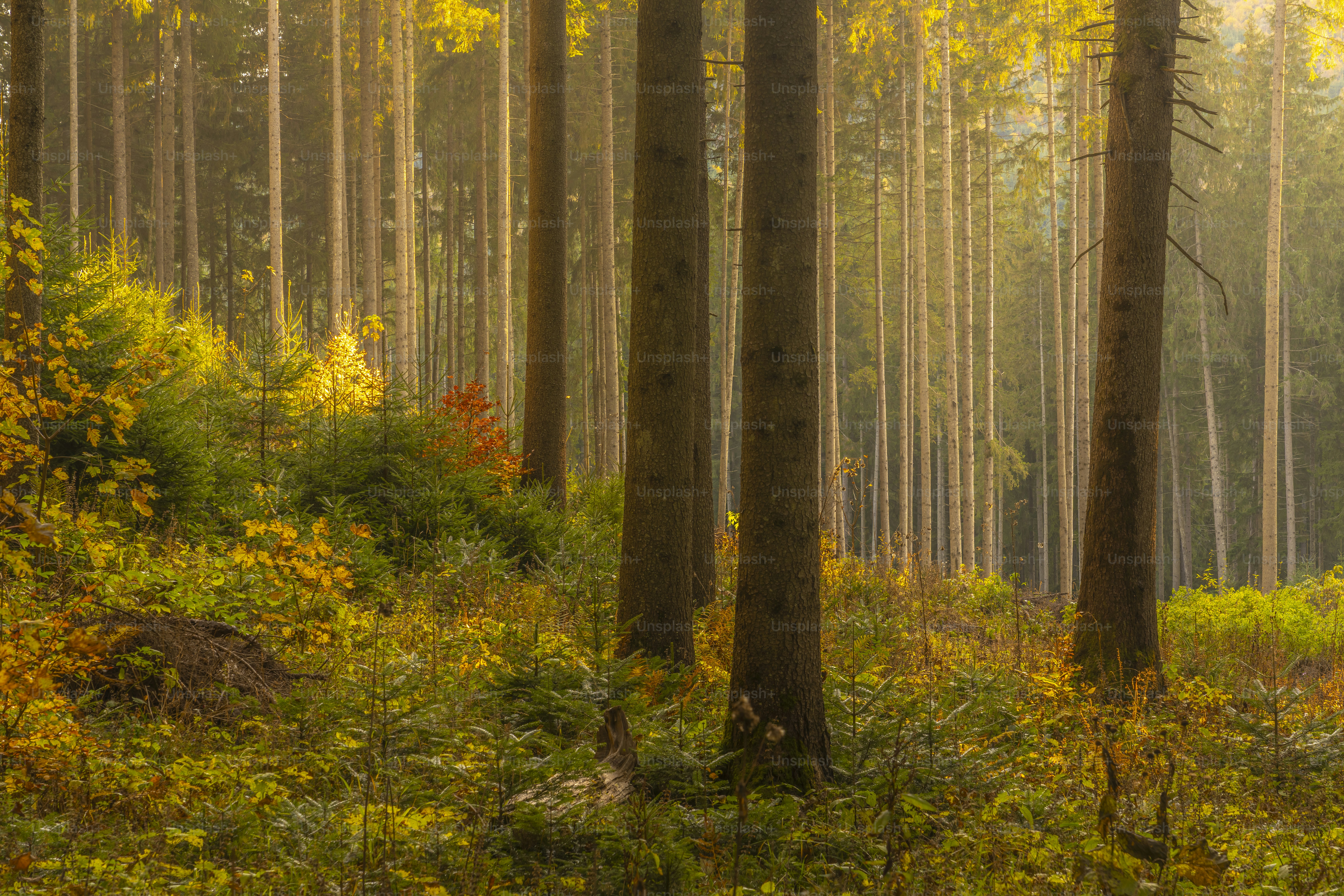 Pine trees in golden autumn forest - Photo on Unsplash+