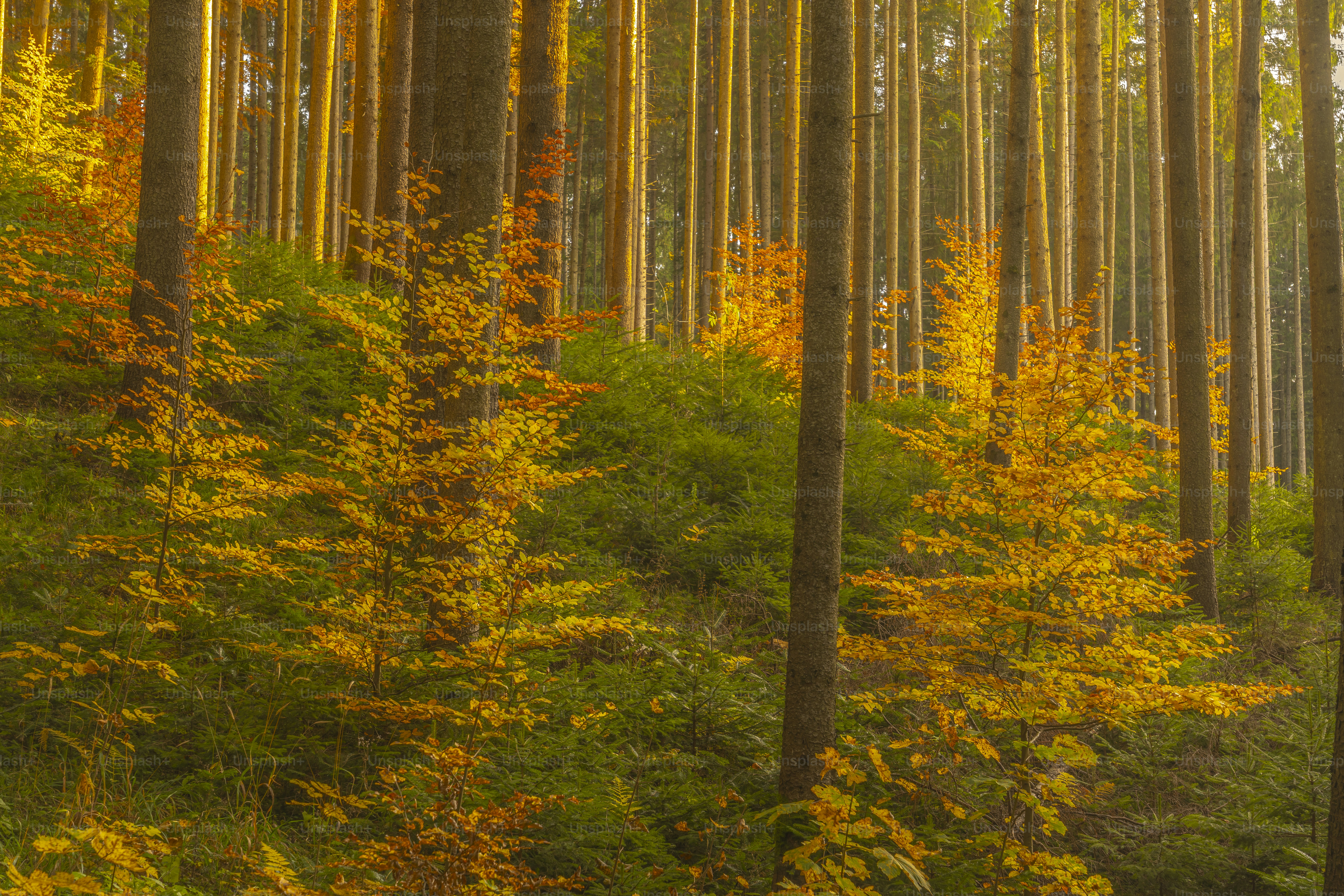 Dead trees in autumn lake - Photo on Unsplash+