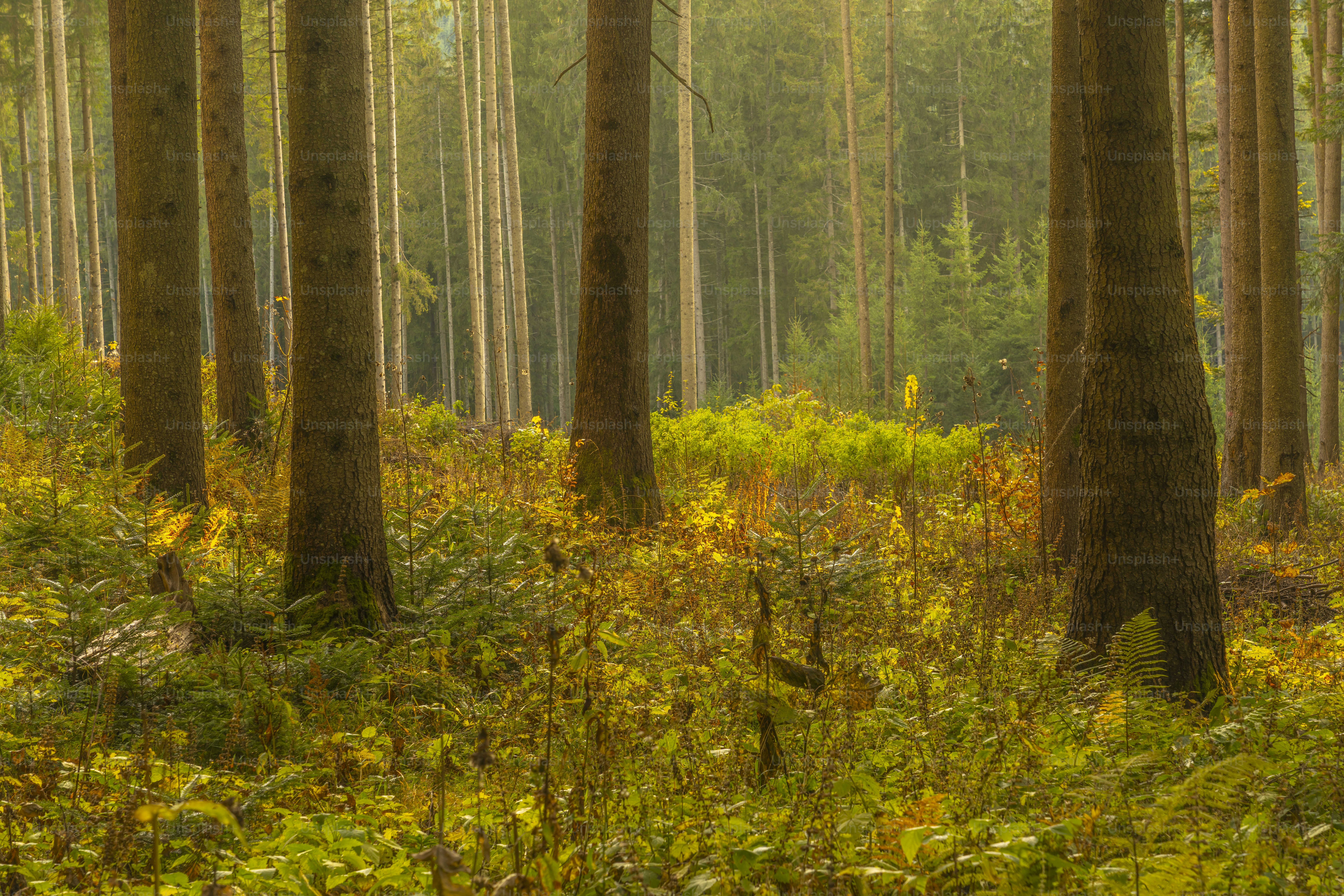 Pine trees in golden autumn forest - Photo on Unsplash+