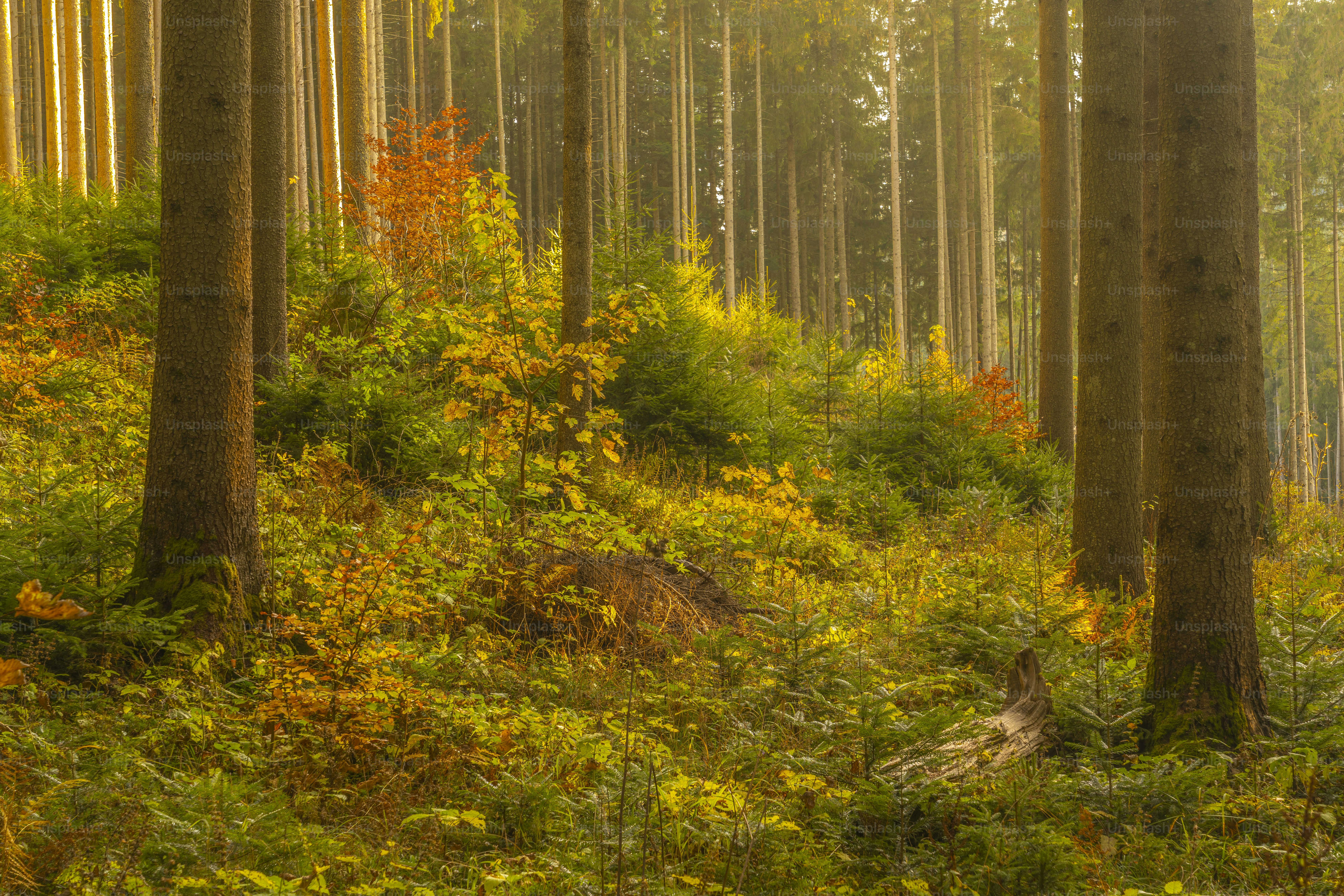 Pine trees in golden autumn forest - Photo on Unsplash+