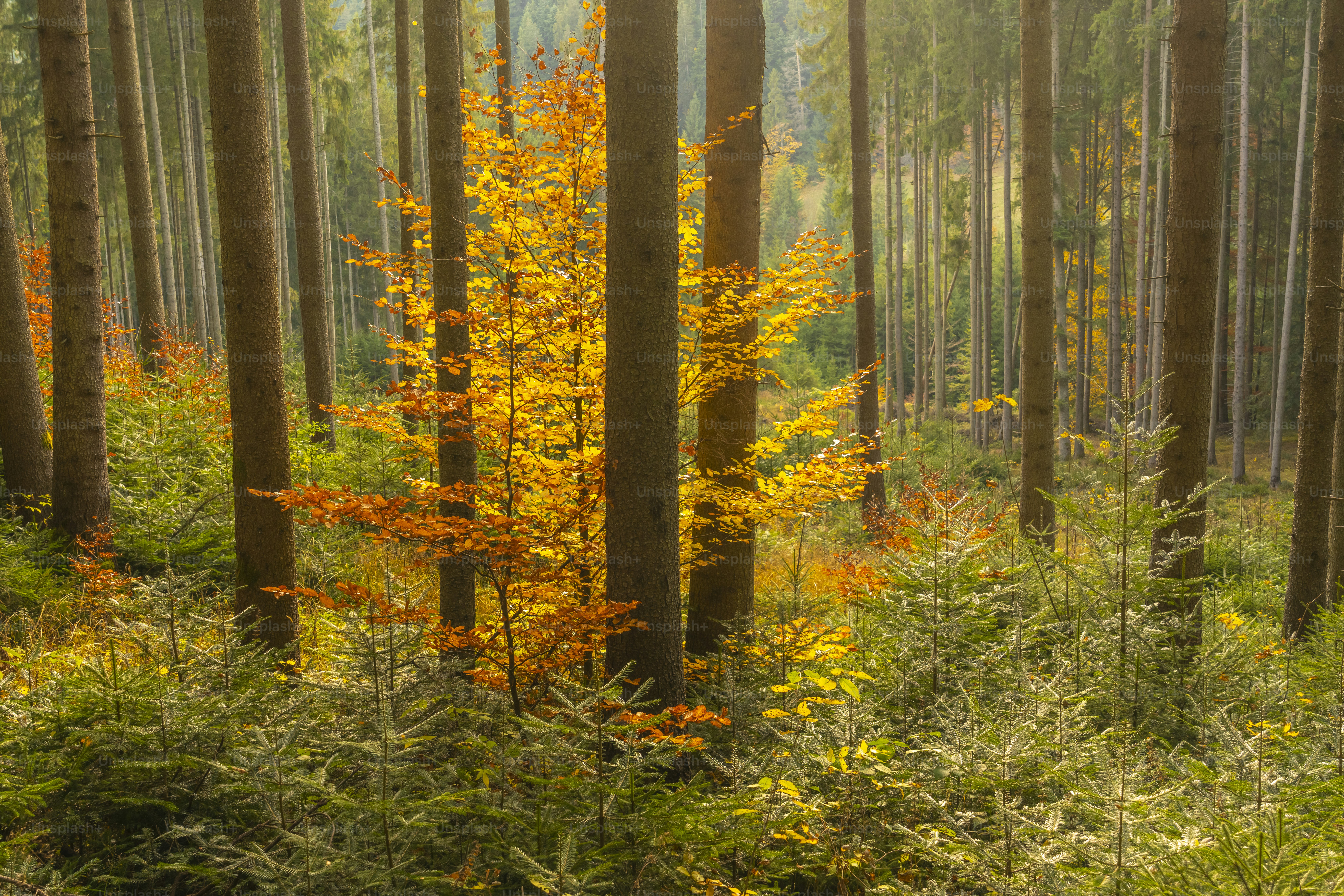 Dead trees in autumn lake - Photo on Unsplash+