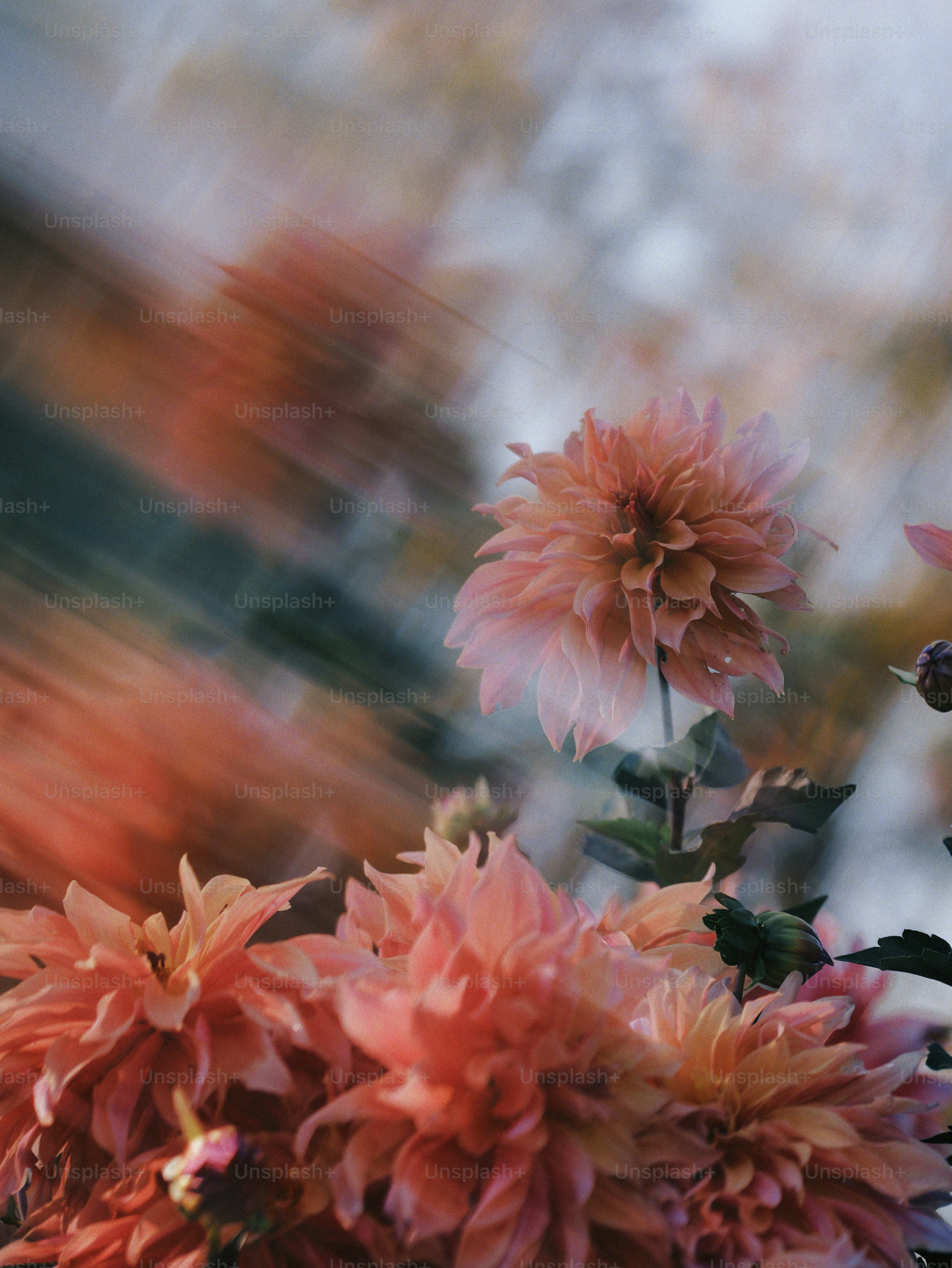 Pink and peach dahlias with blur - Photo on Unsplash+