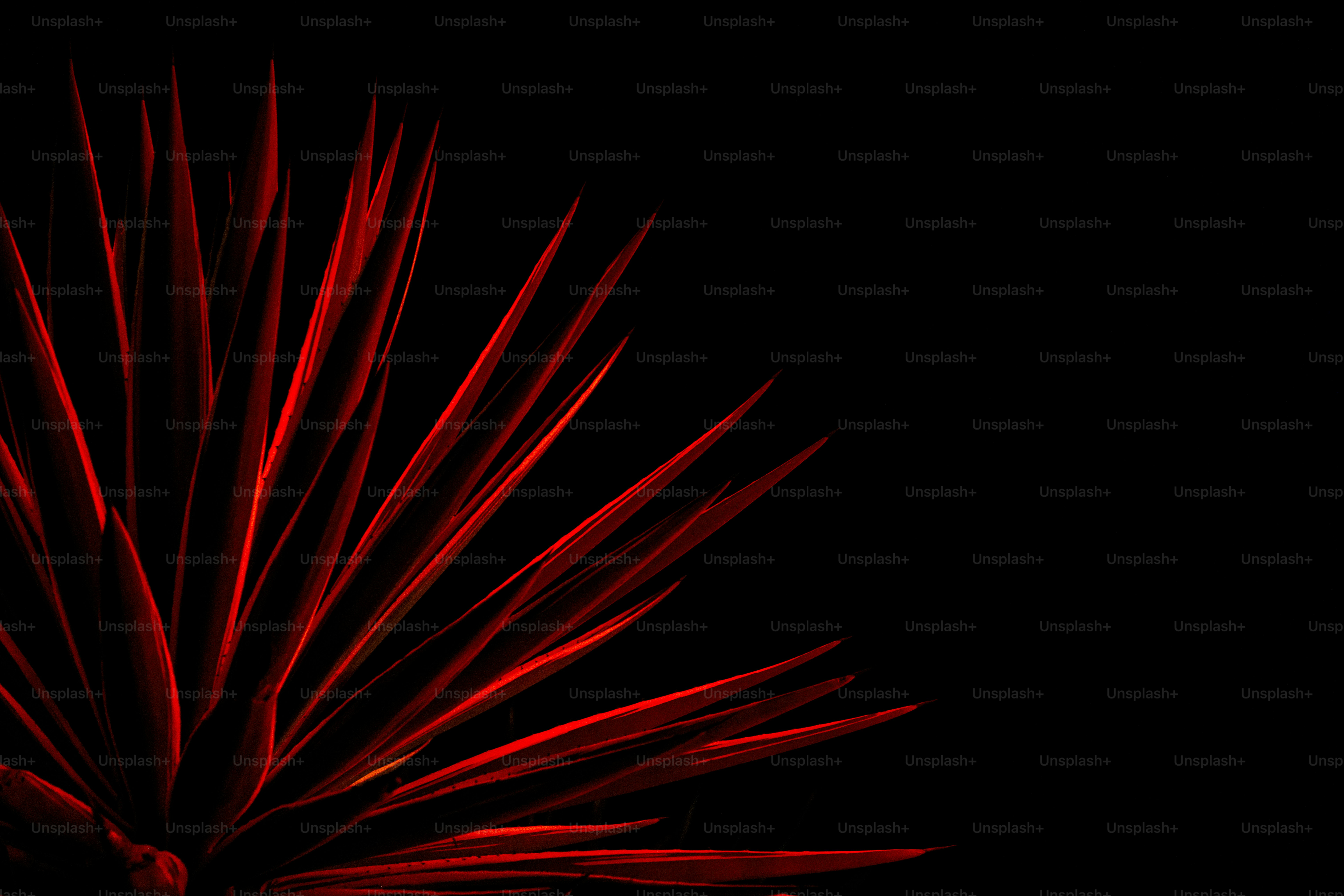 Neon open sign on dark wall - Photo on Unsplash+