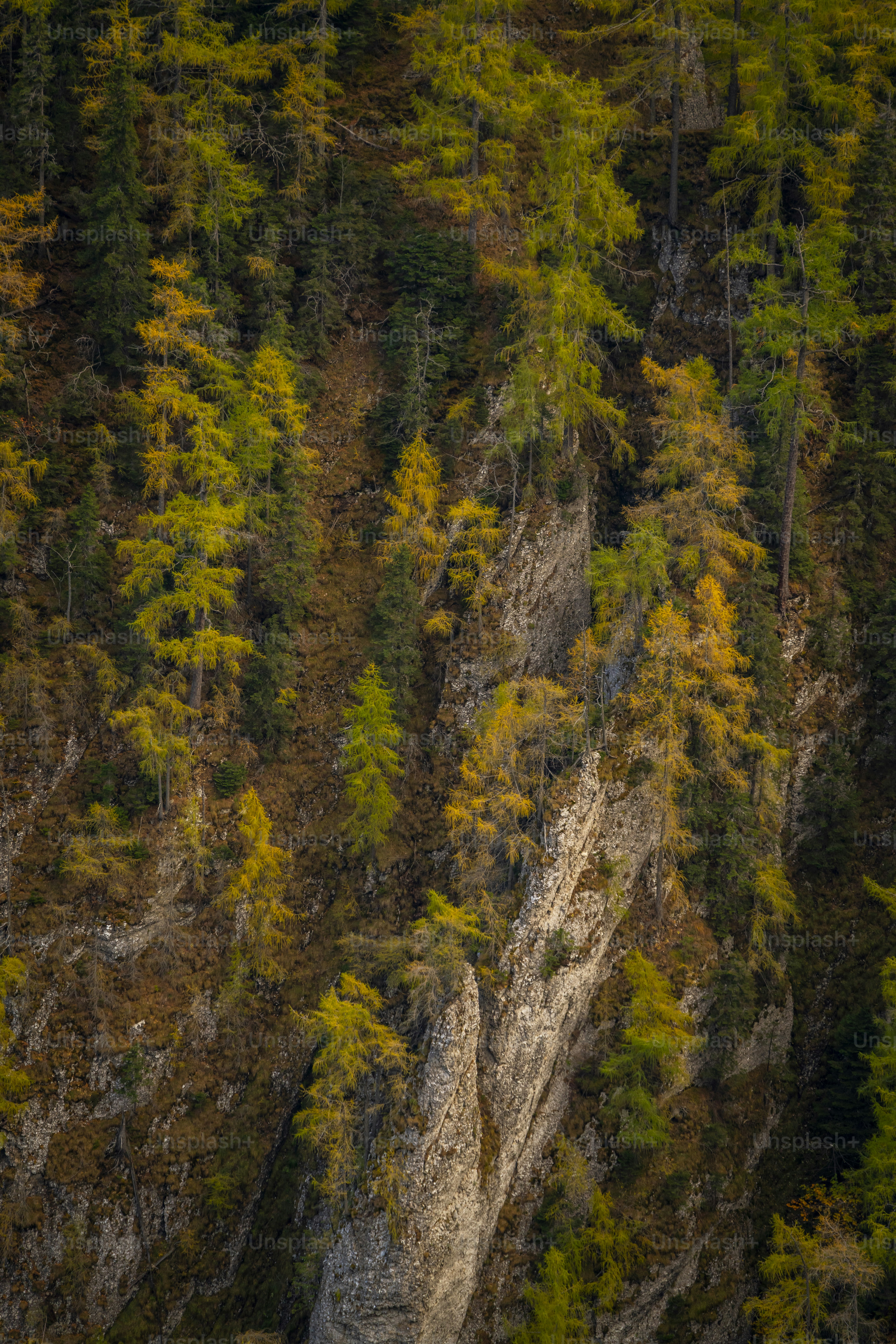 Larch trees on rocky mountain slope - Photo on Unsplash+