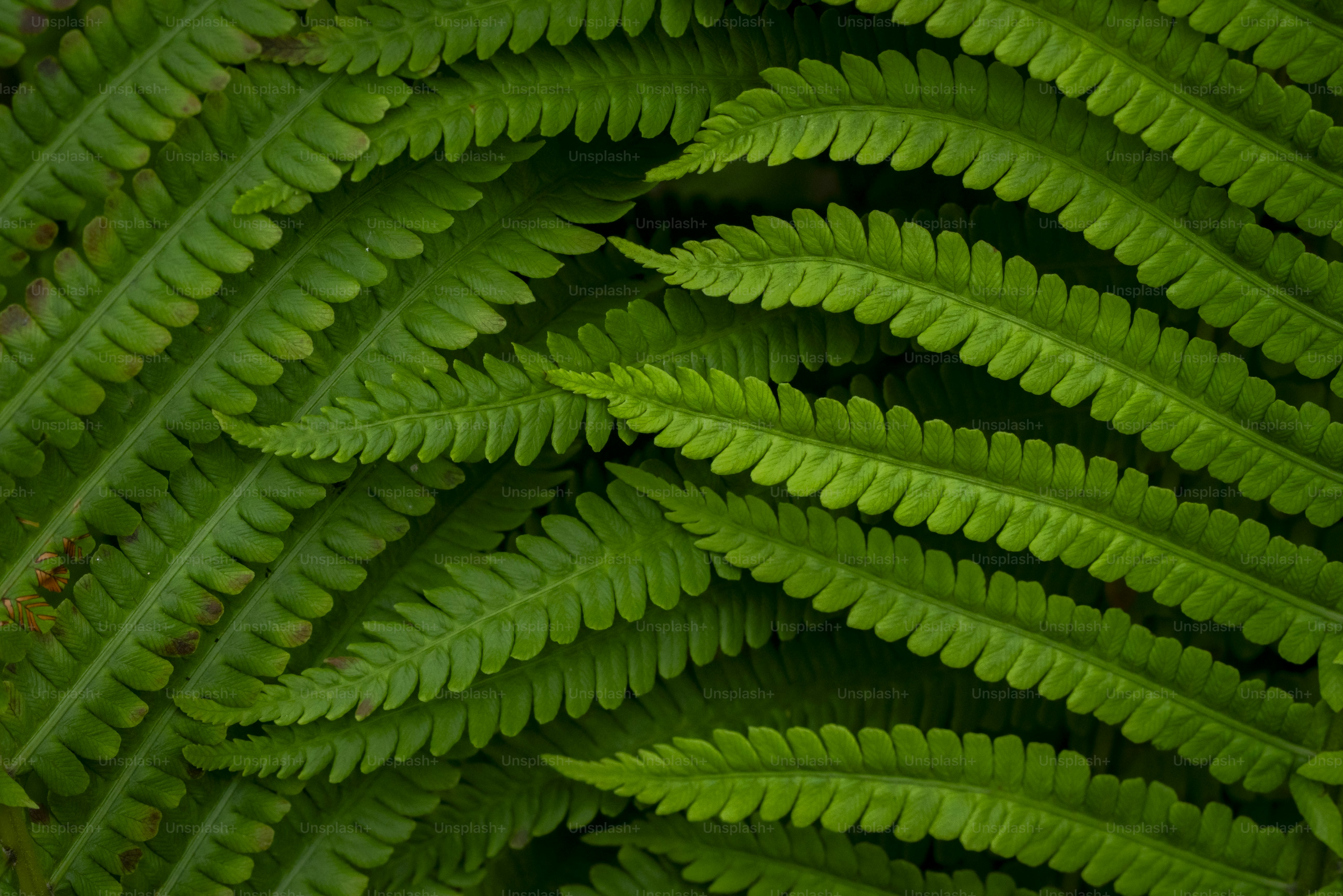 Vibrant green fern fronds pattern - Photo on Unsplash+