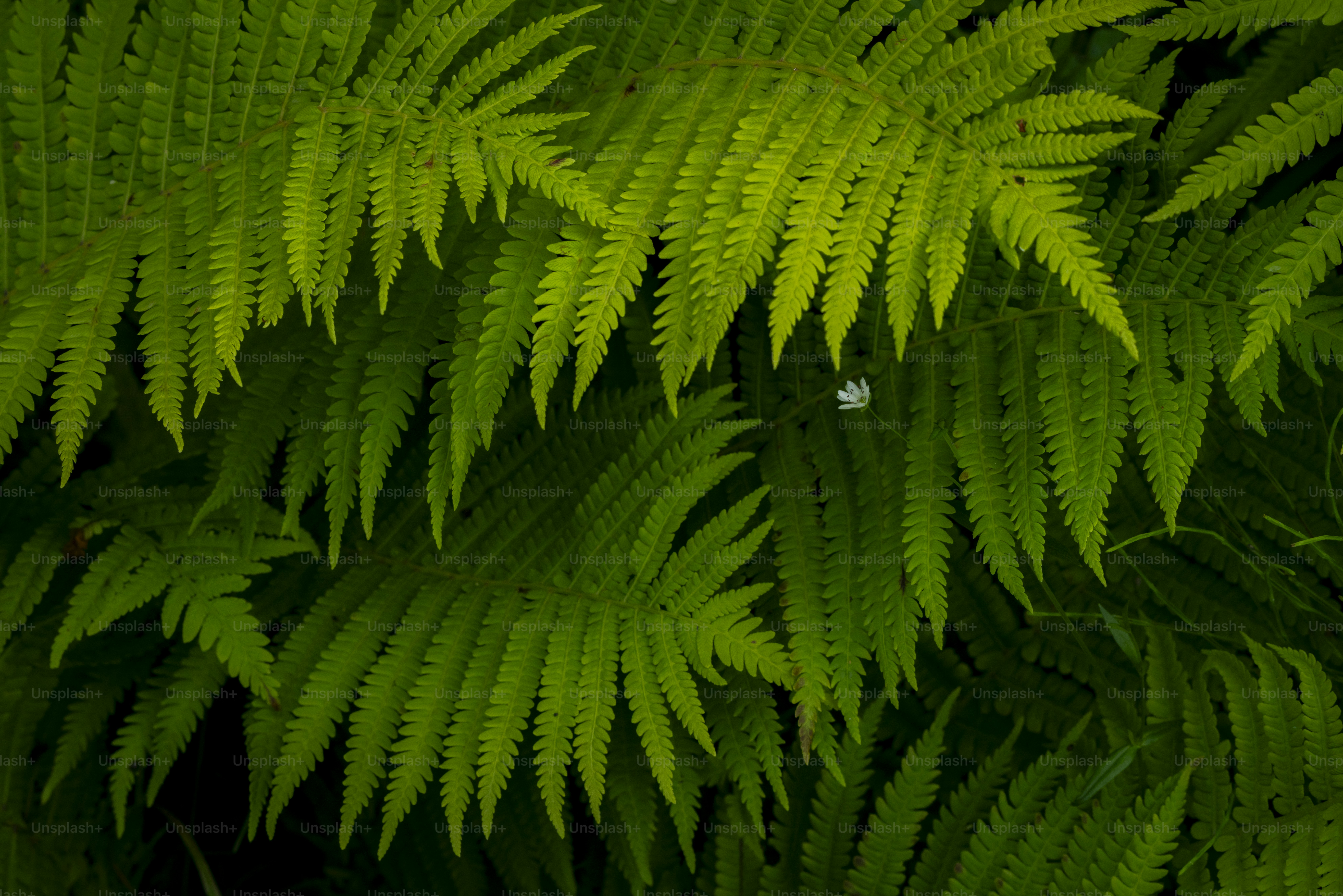 Vibrant green fern fronds pattern - Photo on Unsplash+