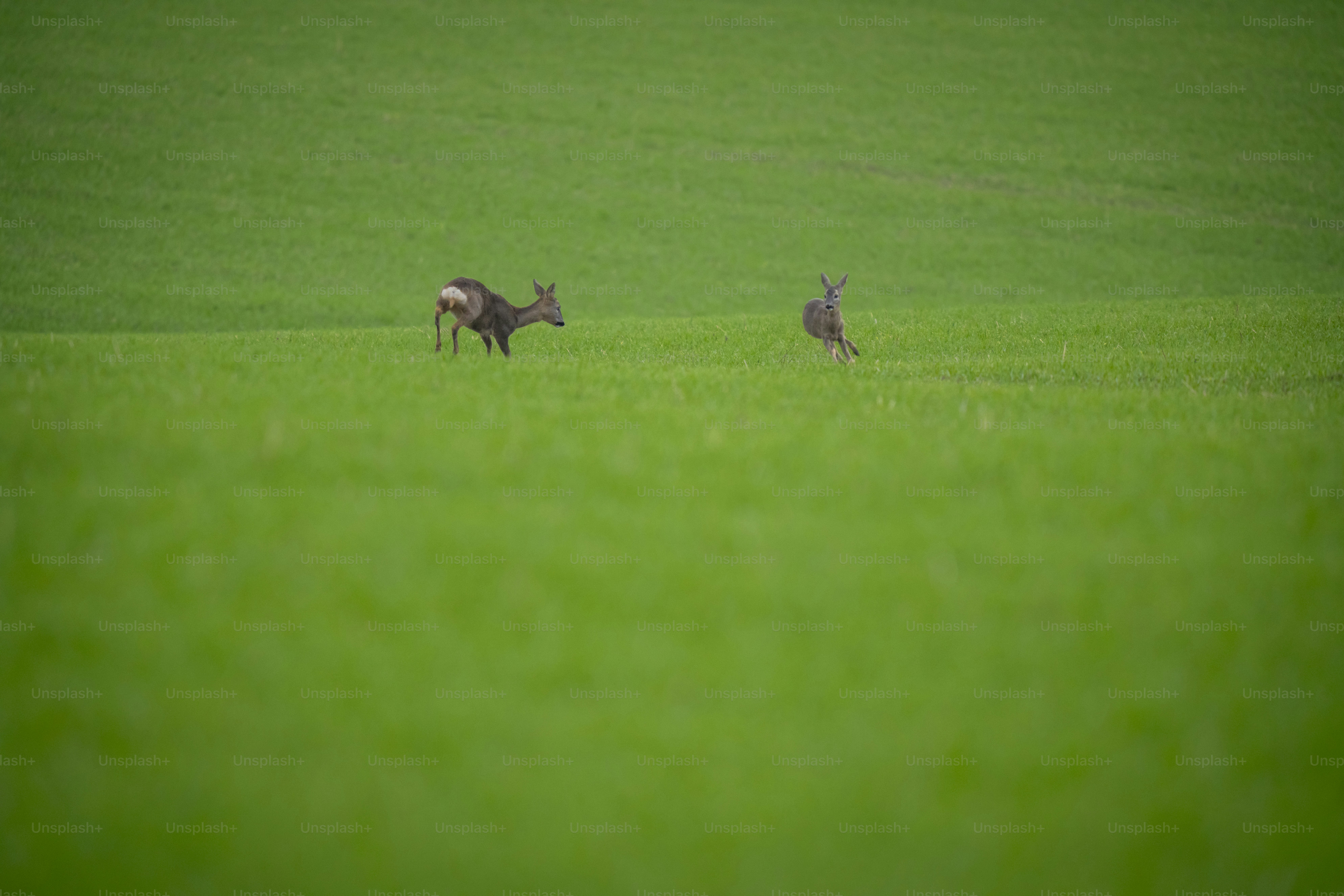 Roe deer running in green meadow - Photo on Unsplash+