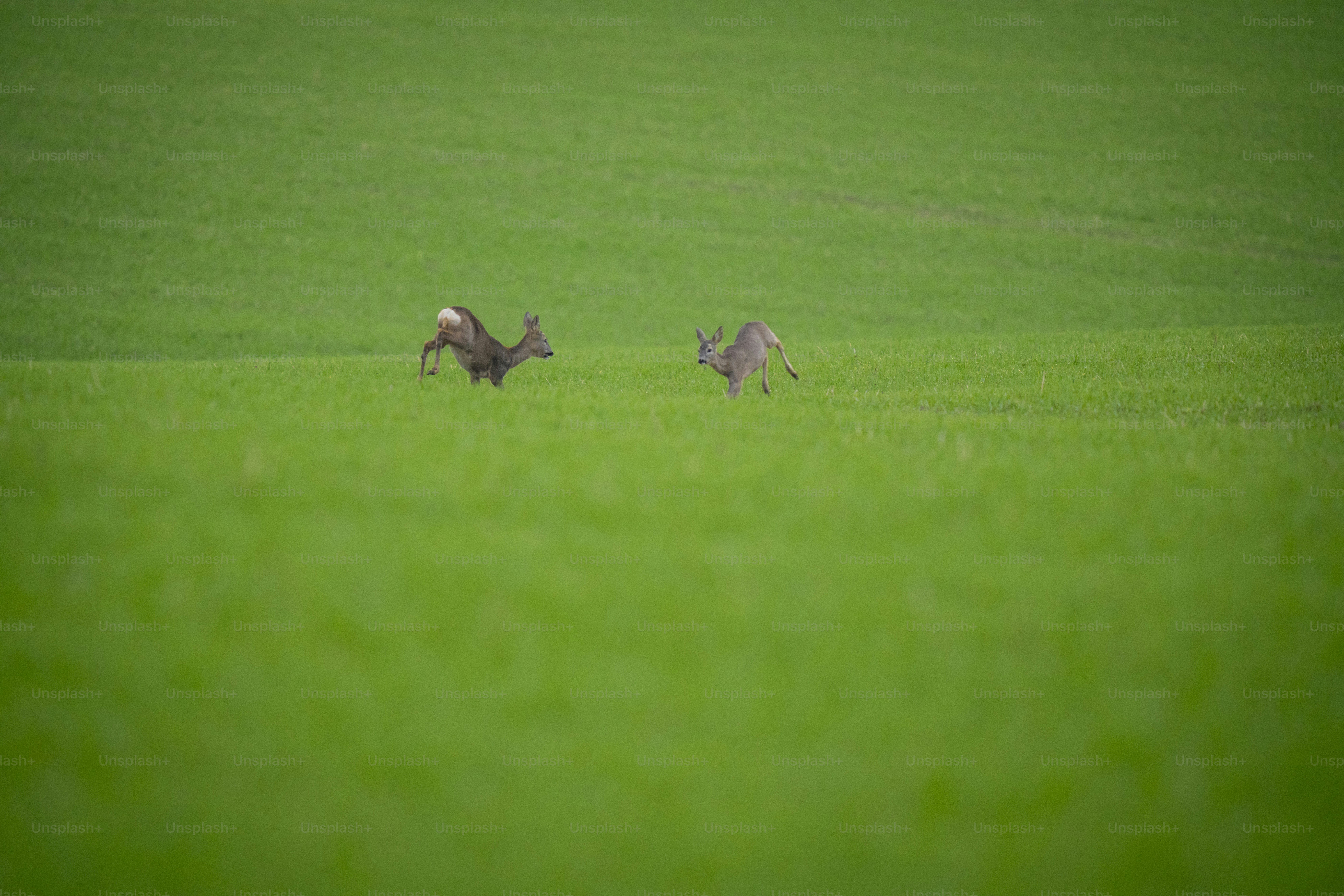 Roe deer running in green meadow - Photo on Unsplash+