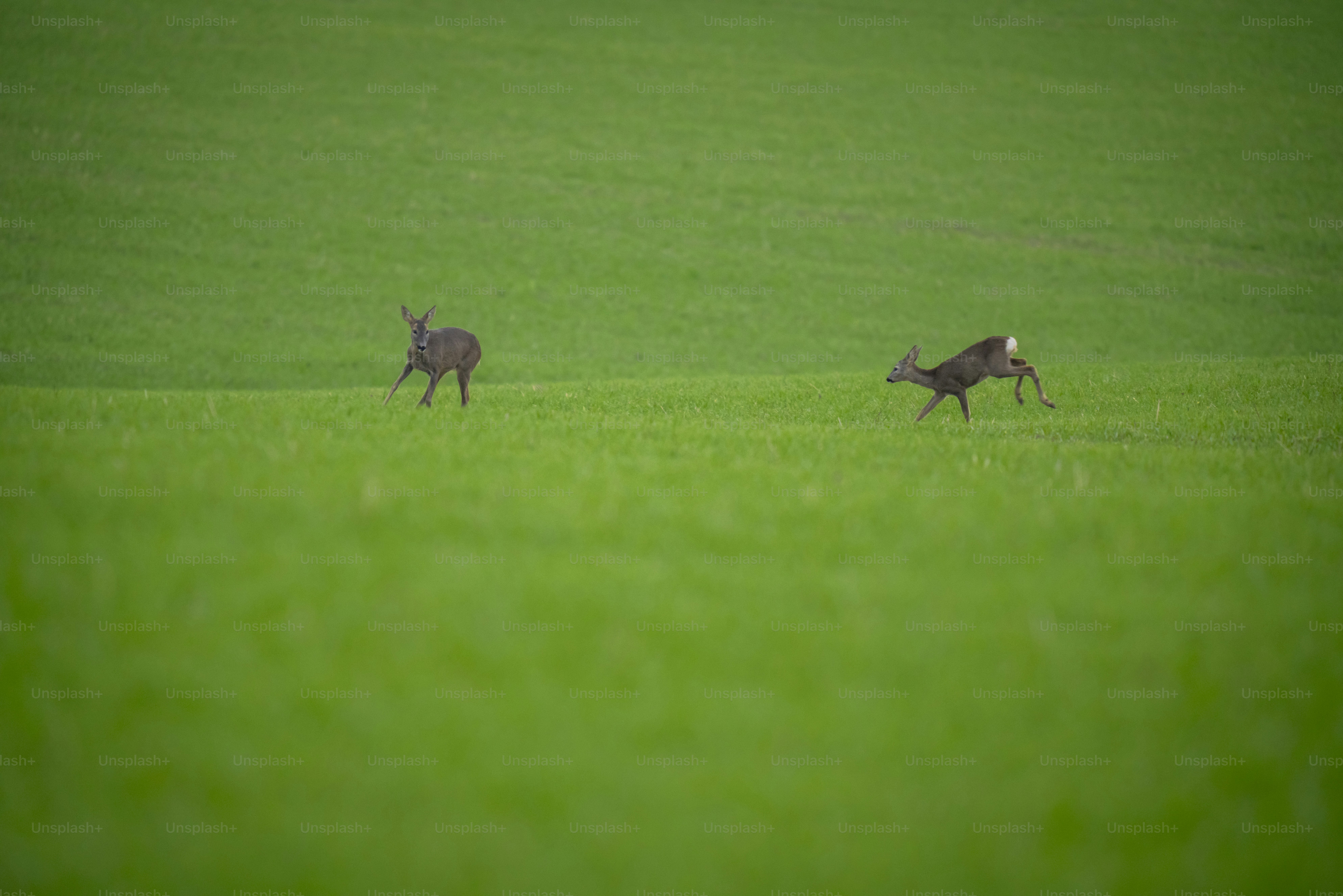 Roe deer running in green meadow - Photo on Unsplash+