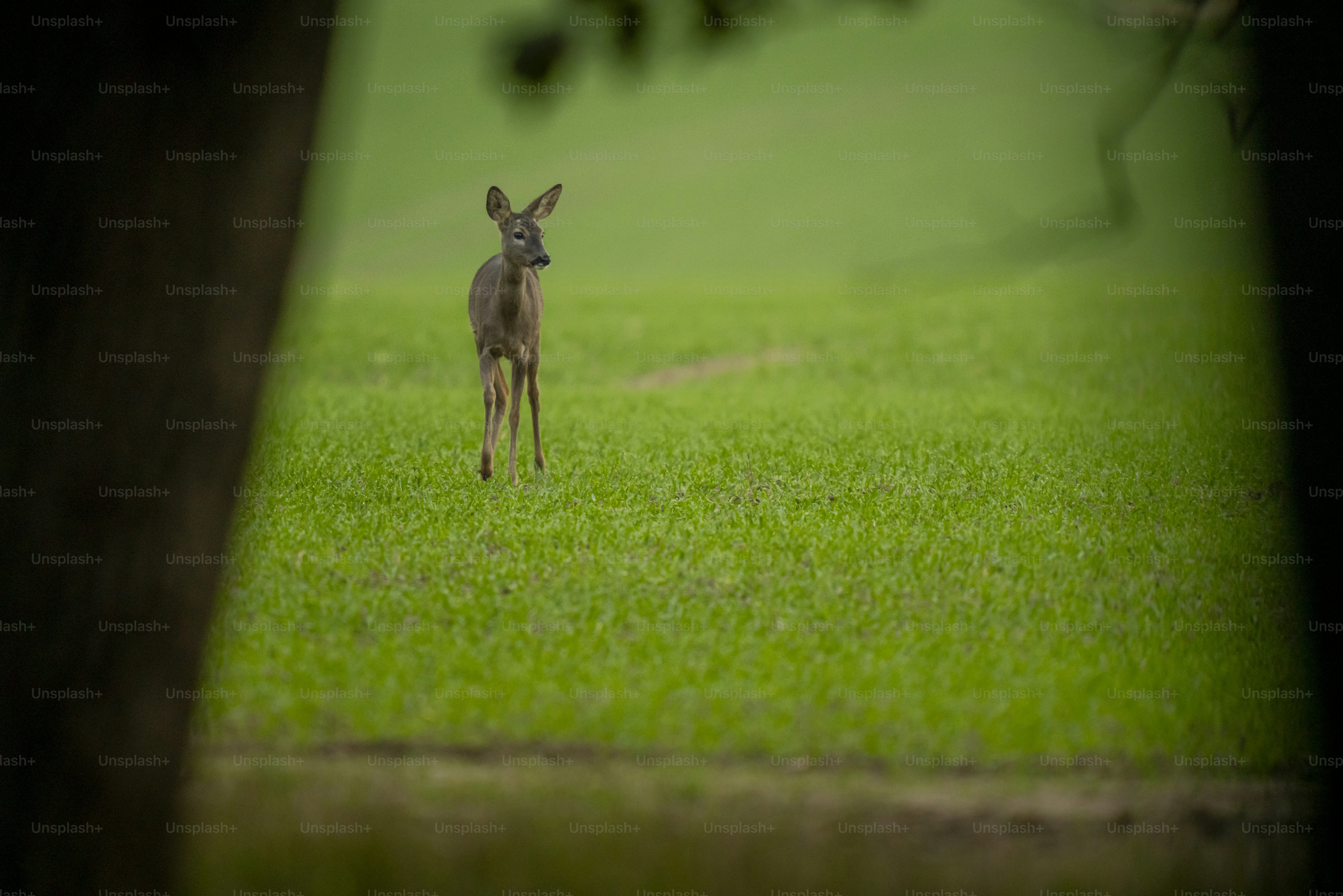 Roe deer running in green field - Photo on Unsplash+