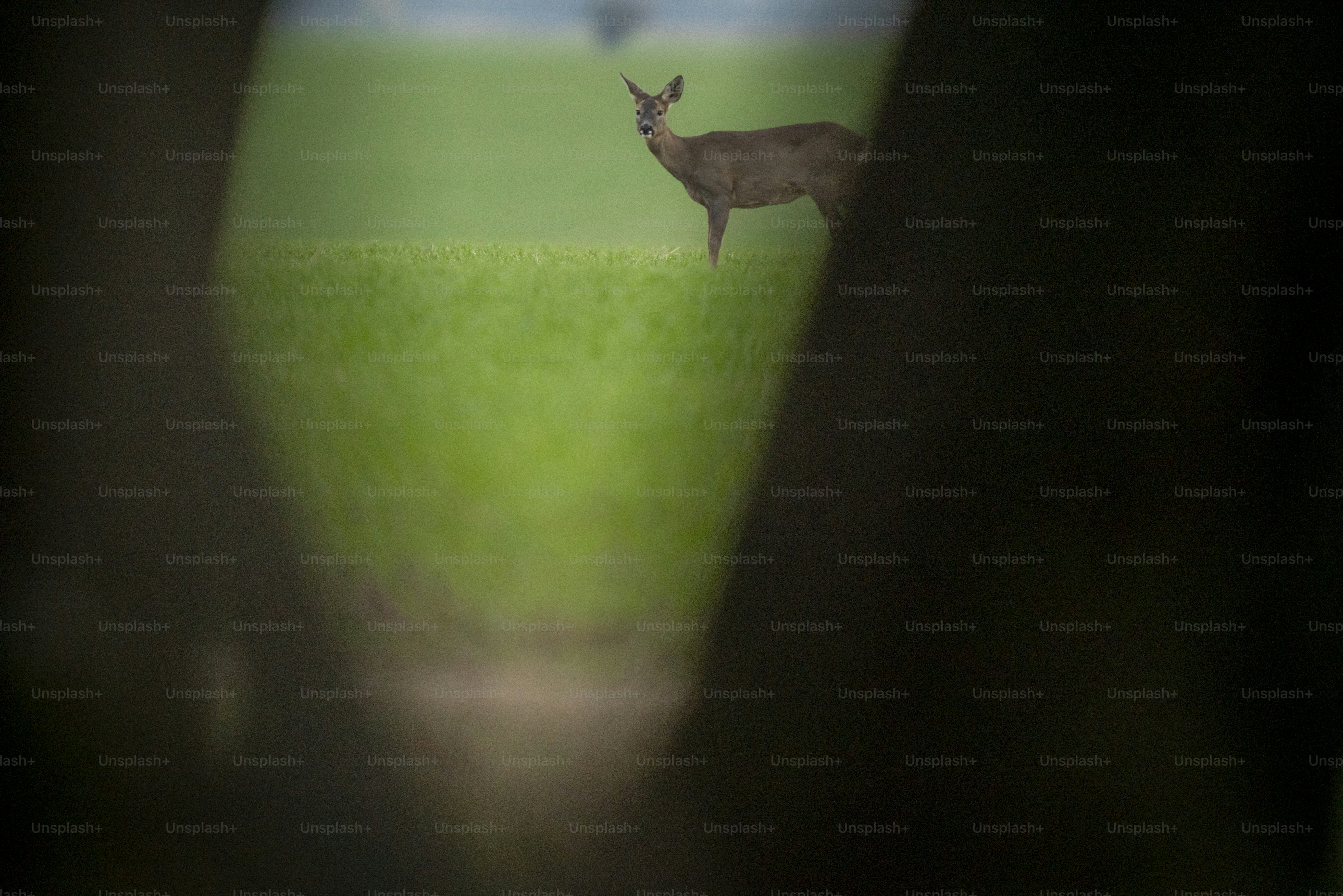 Roe deer running in green meadow - Photo on Unsplash+