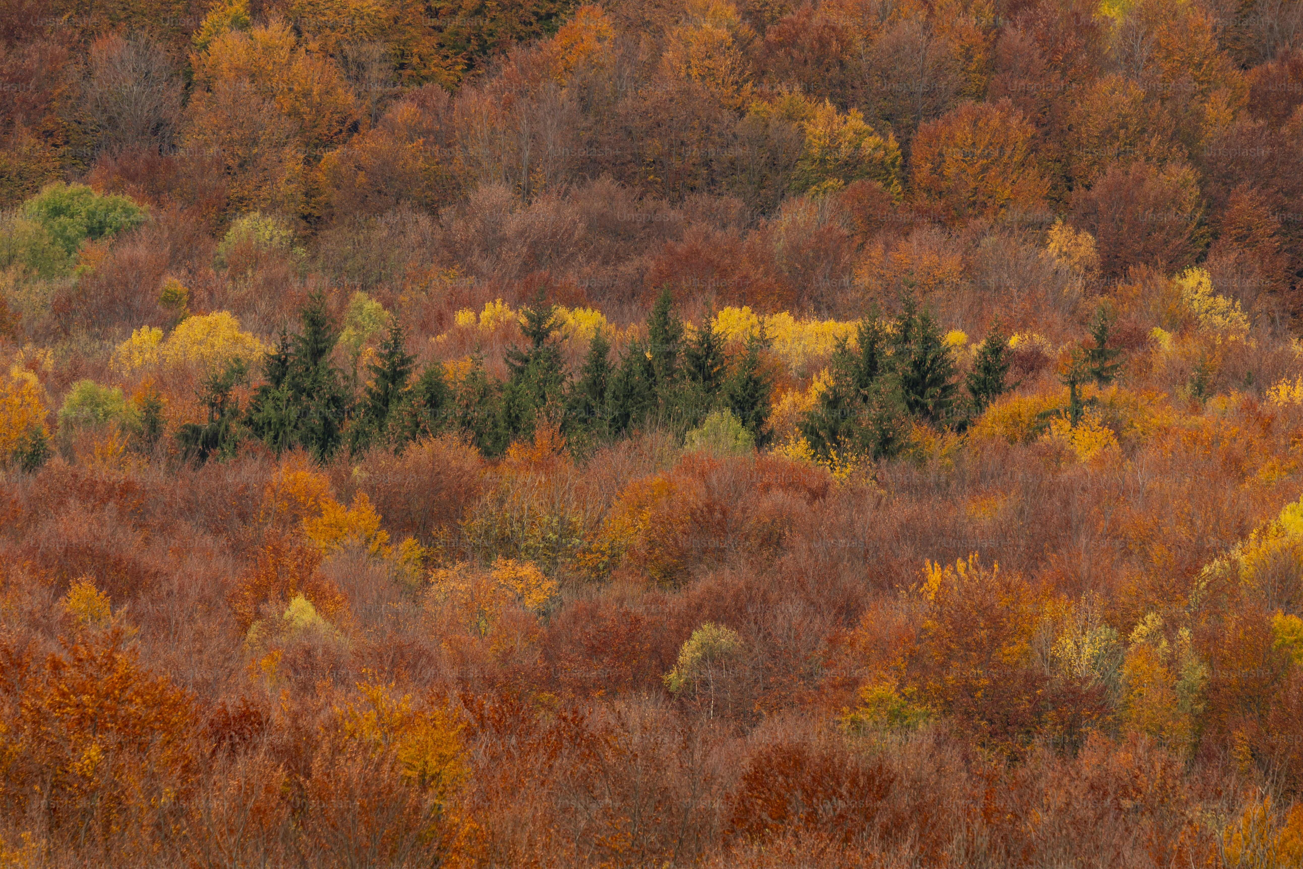 Autumn forest with vibrant foliage - Photo on Unsplash+