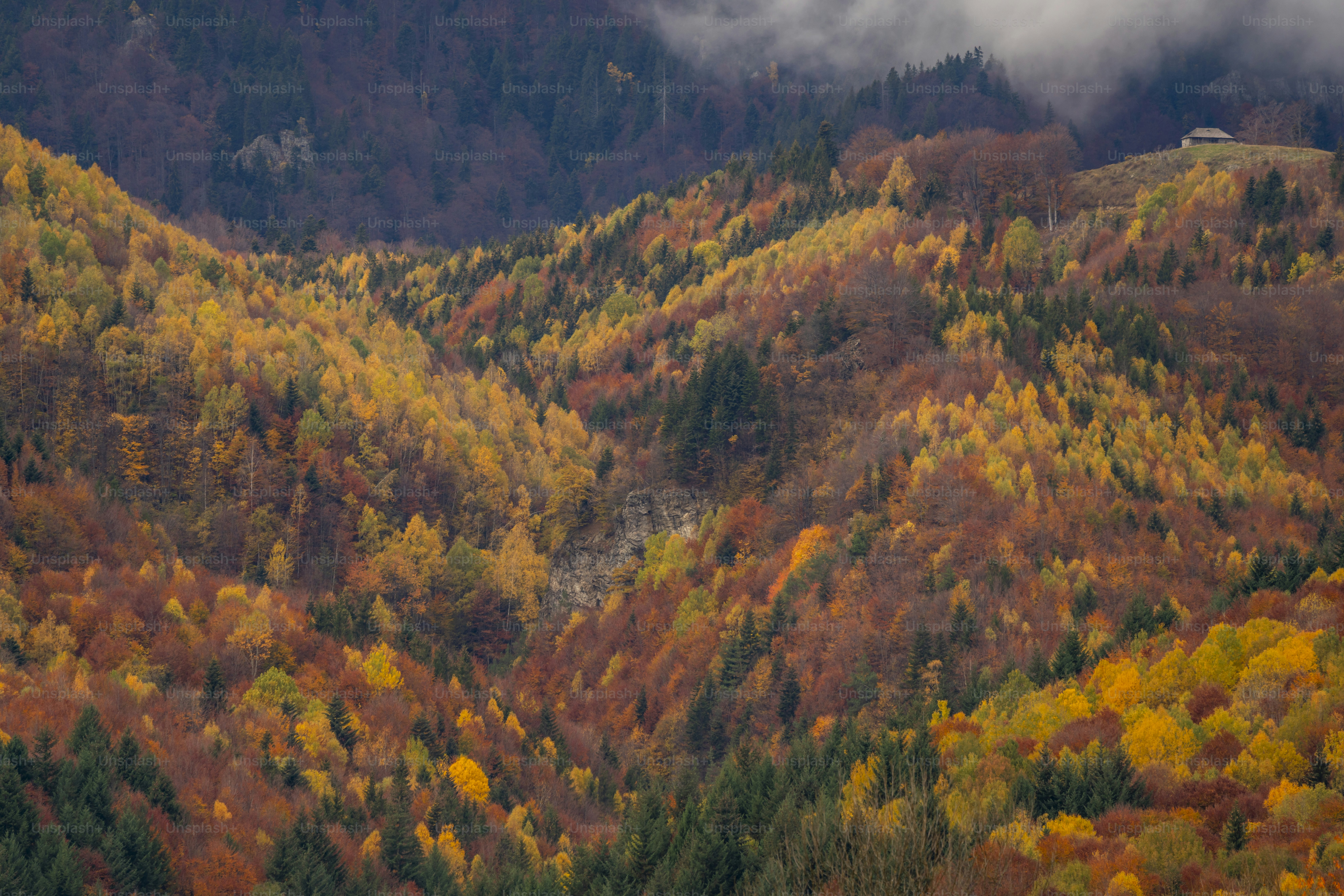 Autumn forest on mountain hillside - Photo on Unsplash+