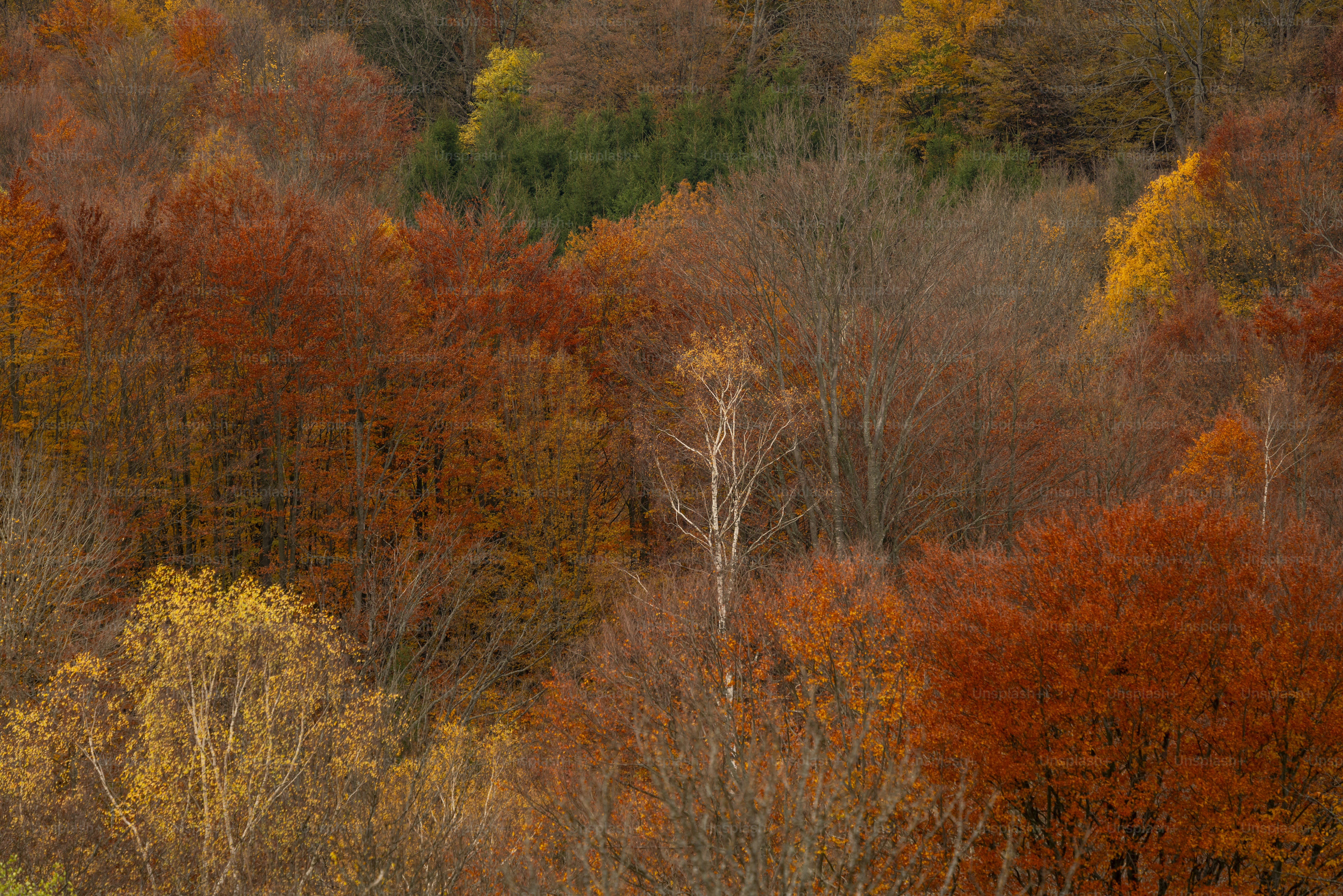 Autumn forest with vibrant foliage - Photo on Unsplash+