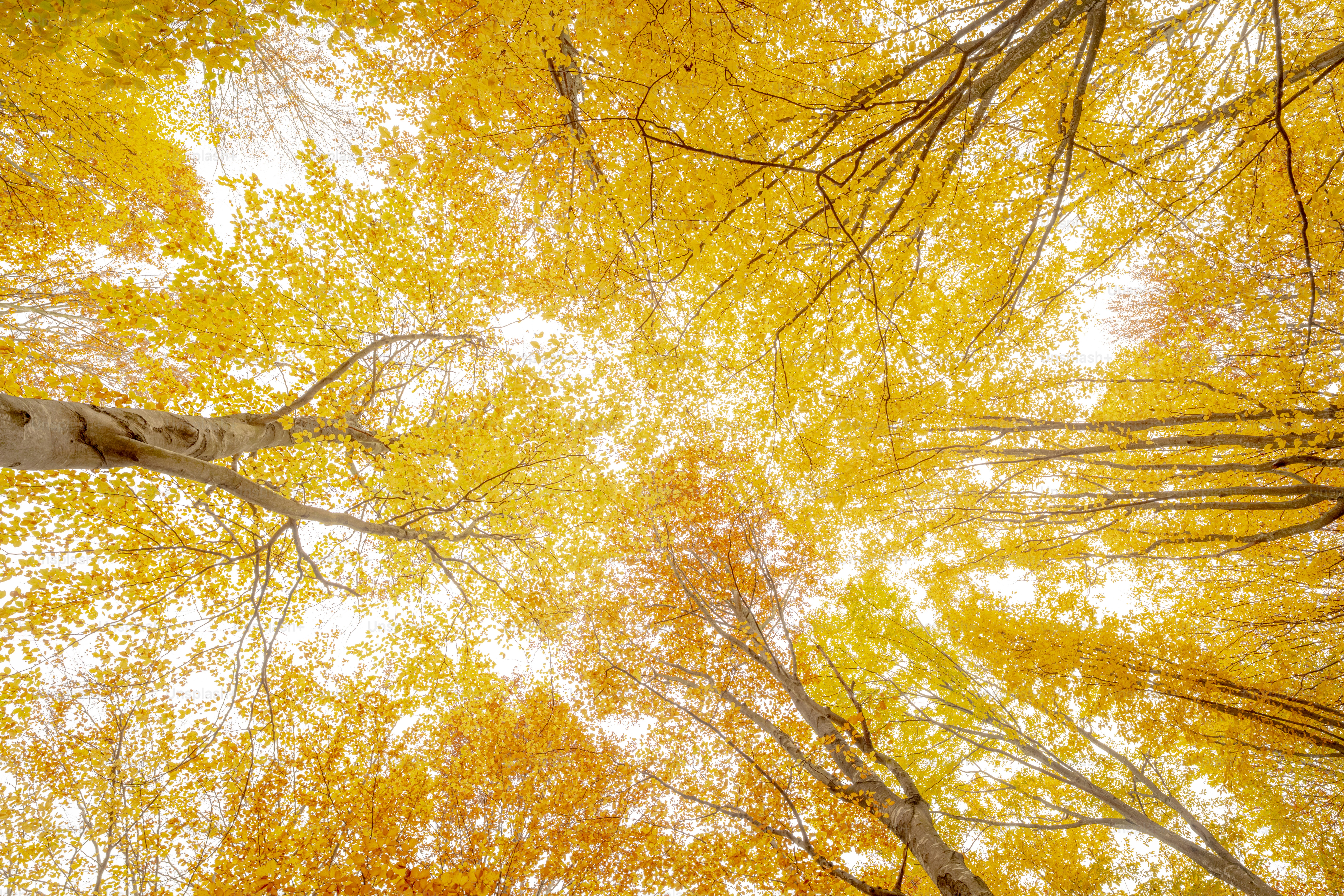 Autumn forest with vibrant foliage - Photo on Unsplash+