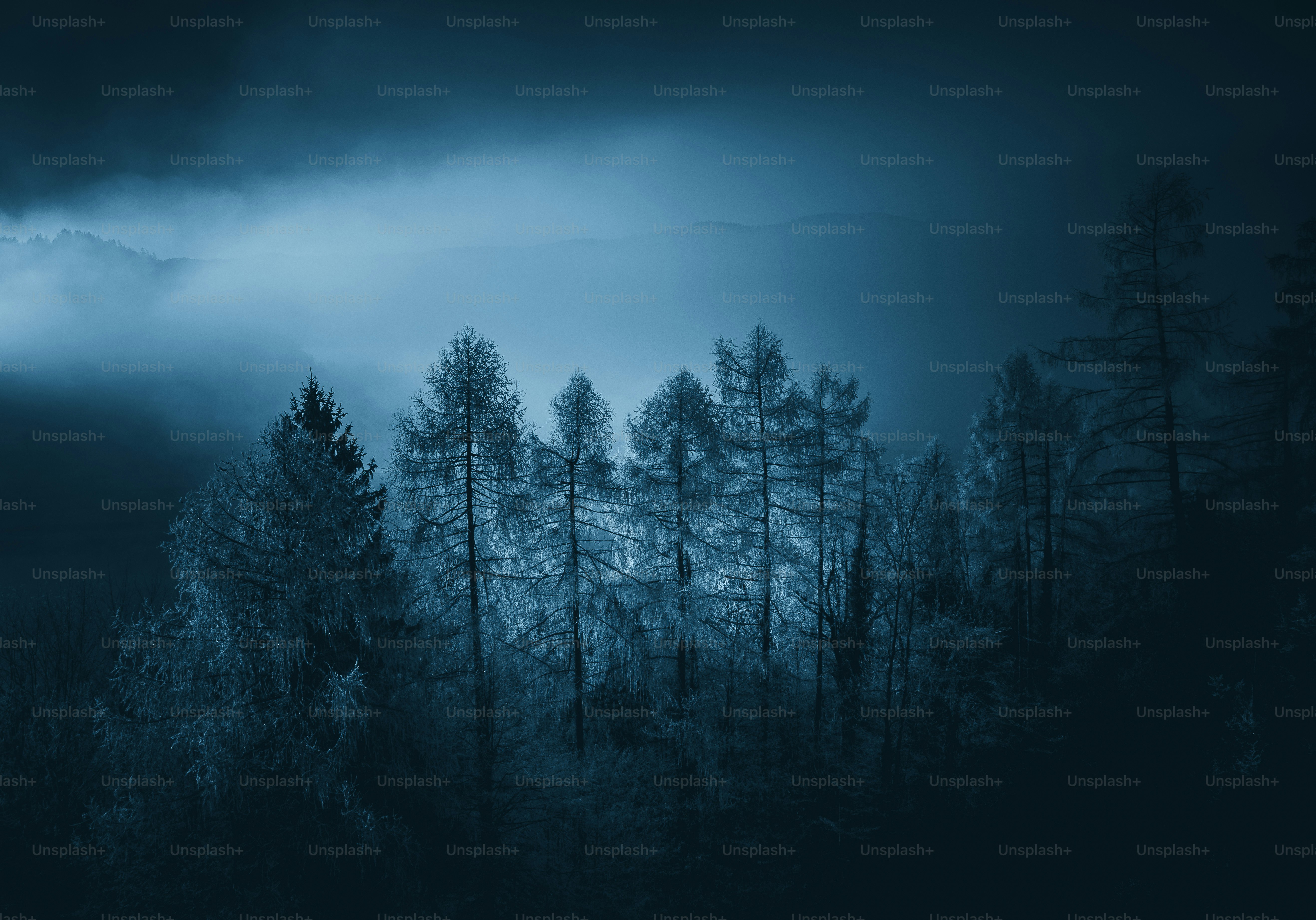 Coniferous trees in misty blue mountains - Photo on Unsplash+