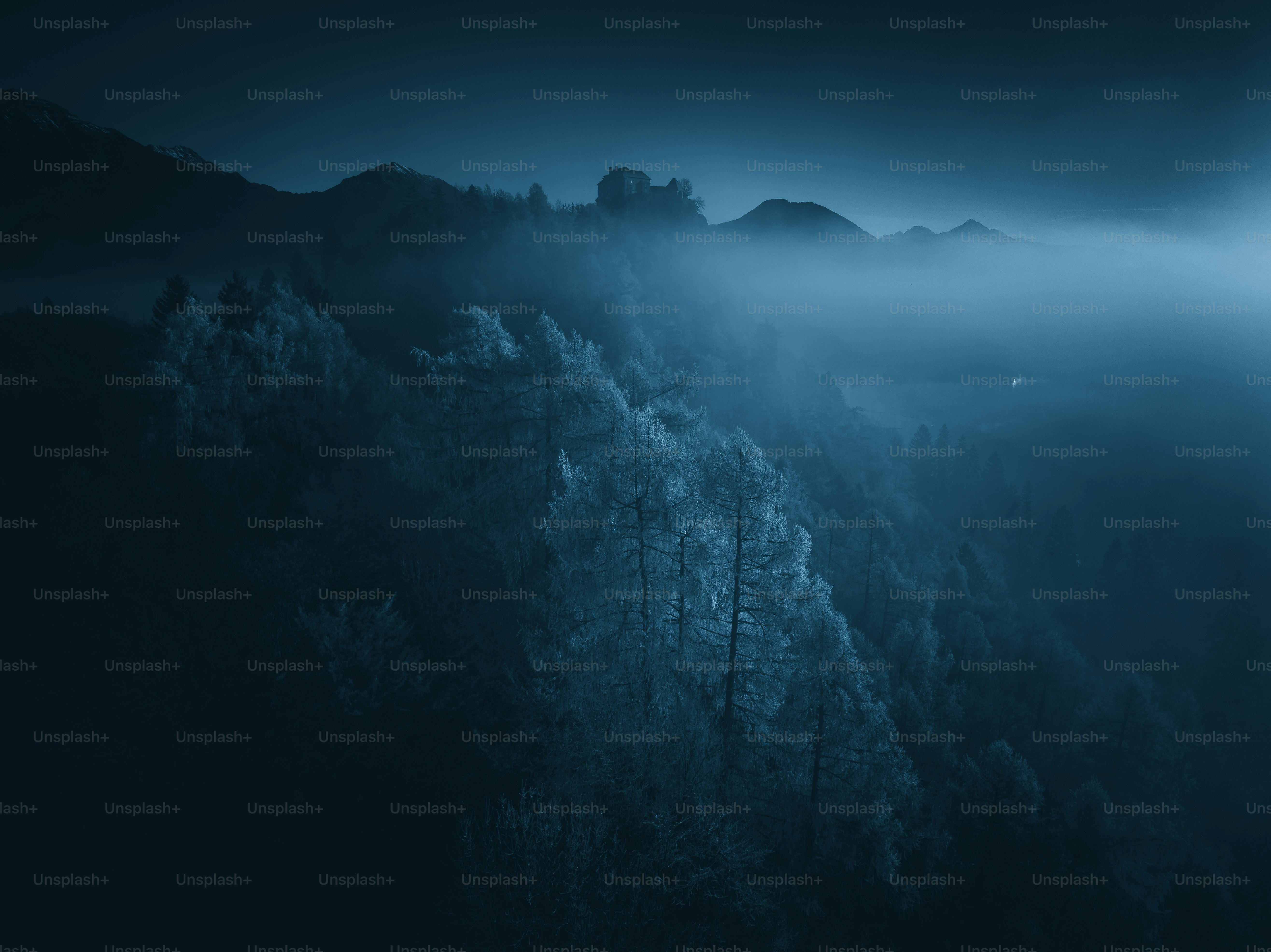 Coniferous trees in misty blue mountains - Photo on Unsplash+