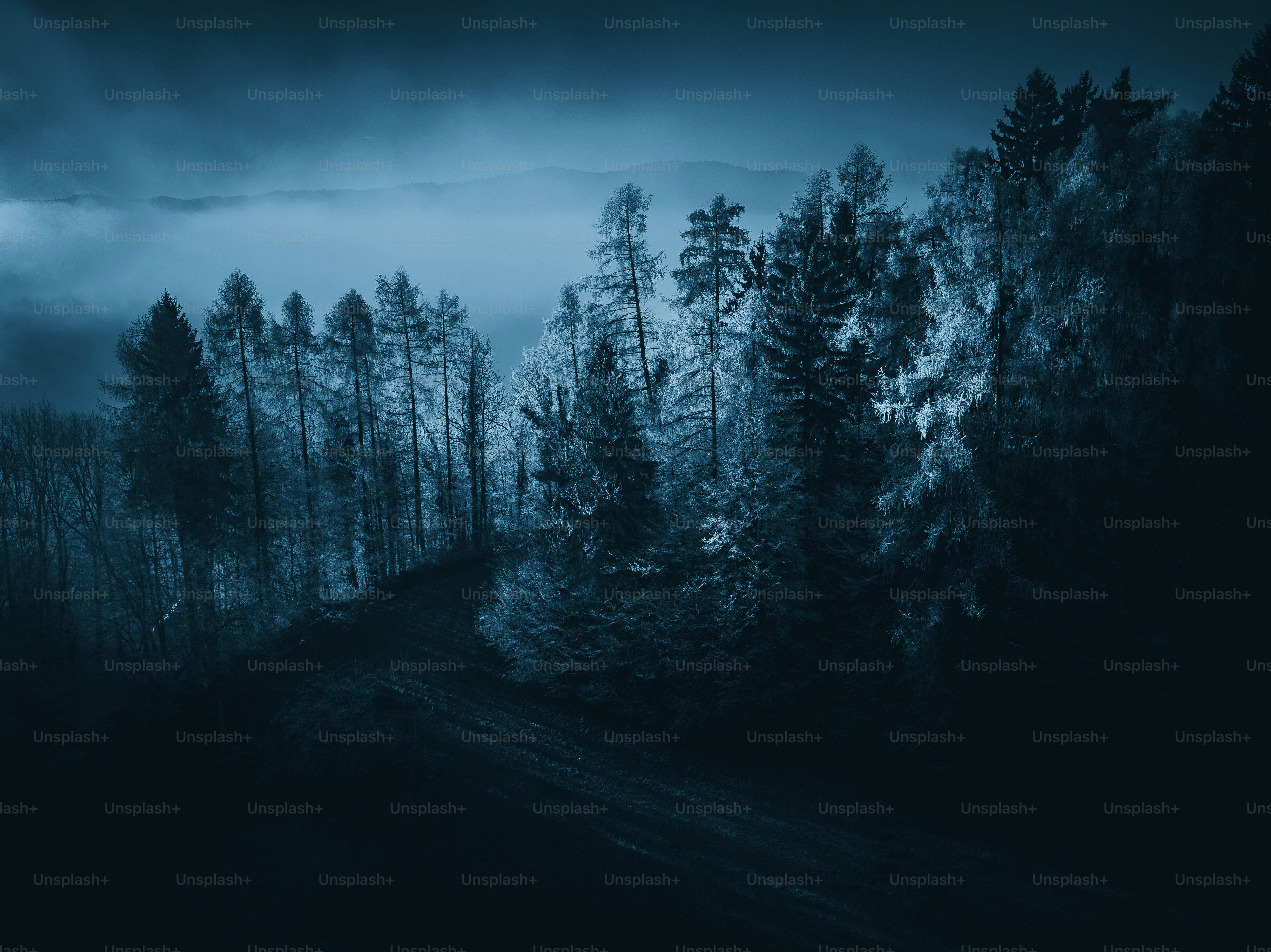 Coniferous trees in misty blue mountains - Photo on Unsplash+