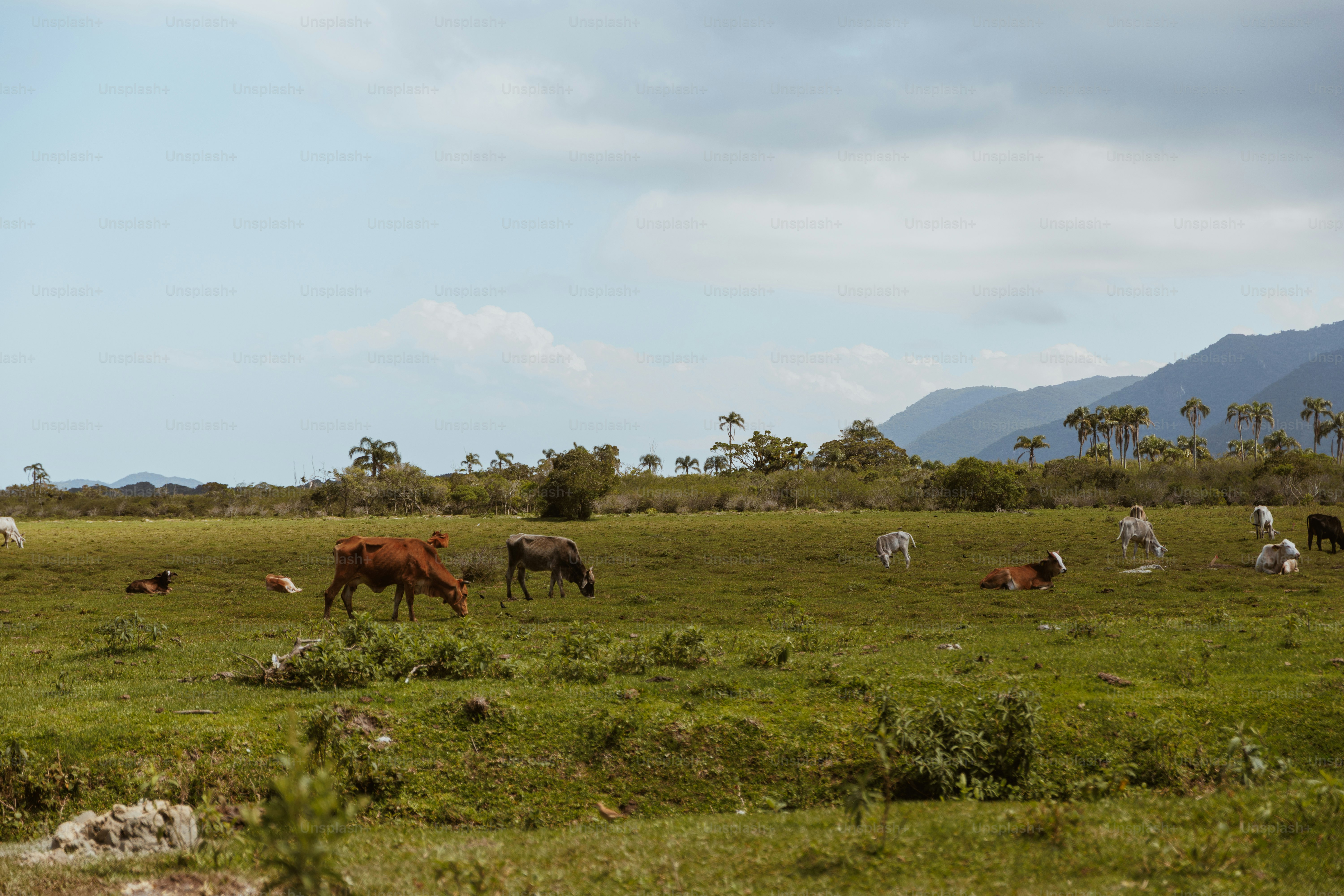 Cattle grazing in green mountain pasture - Photo on Unsplash+