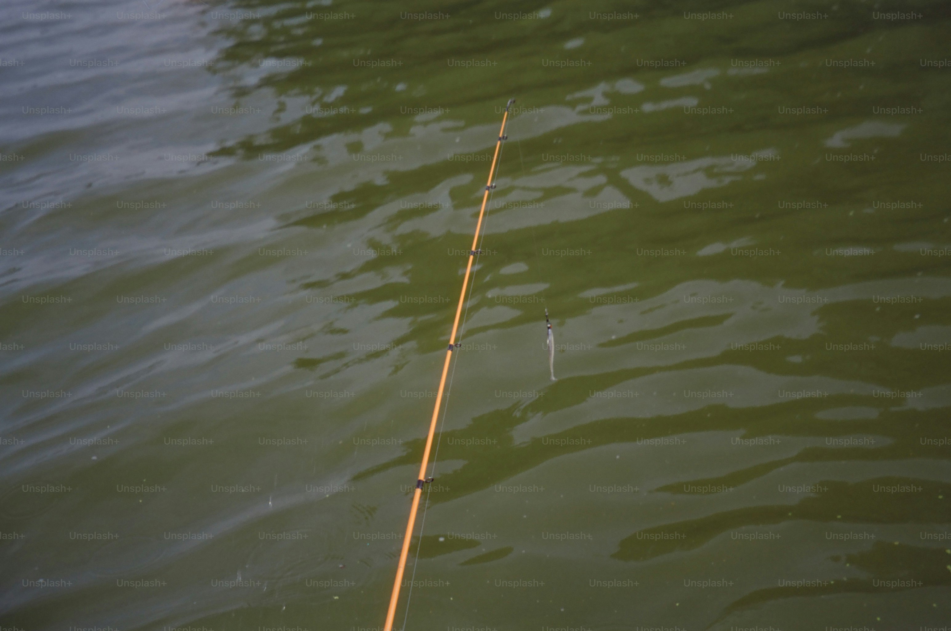 Fishing rod over murky green lake - Photo on Unsplash+