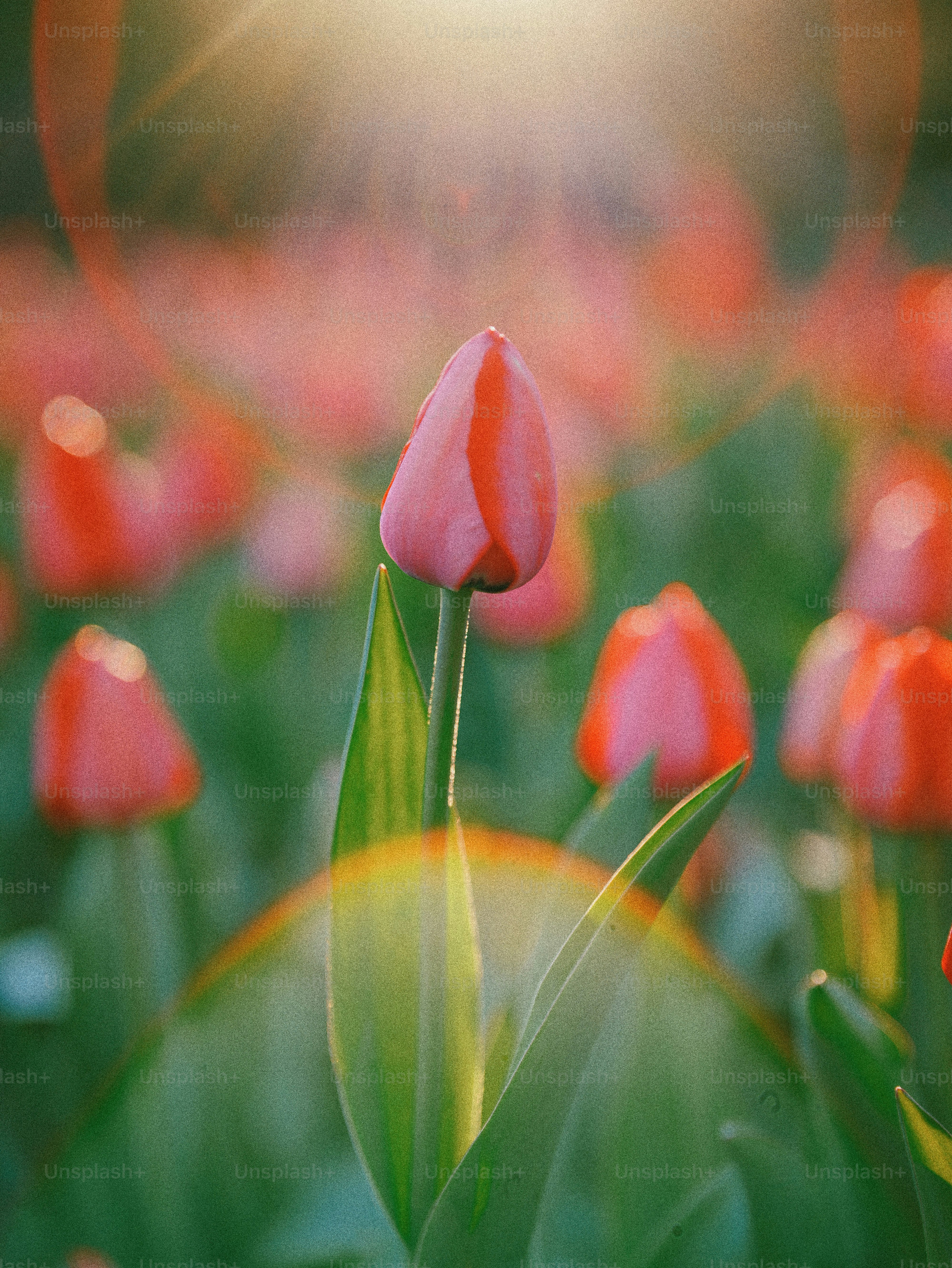 Pink tulip in sunlit garden - Photo on Unsplash+