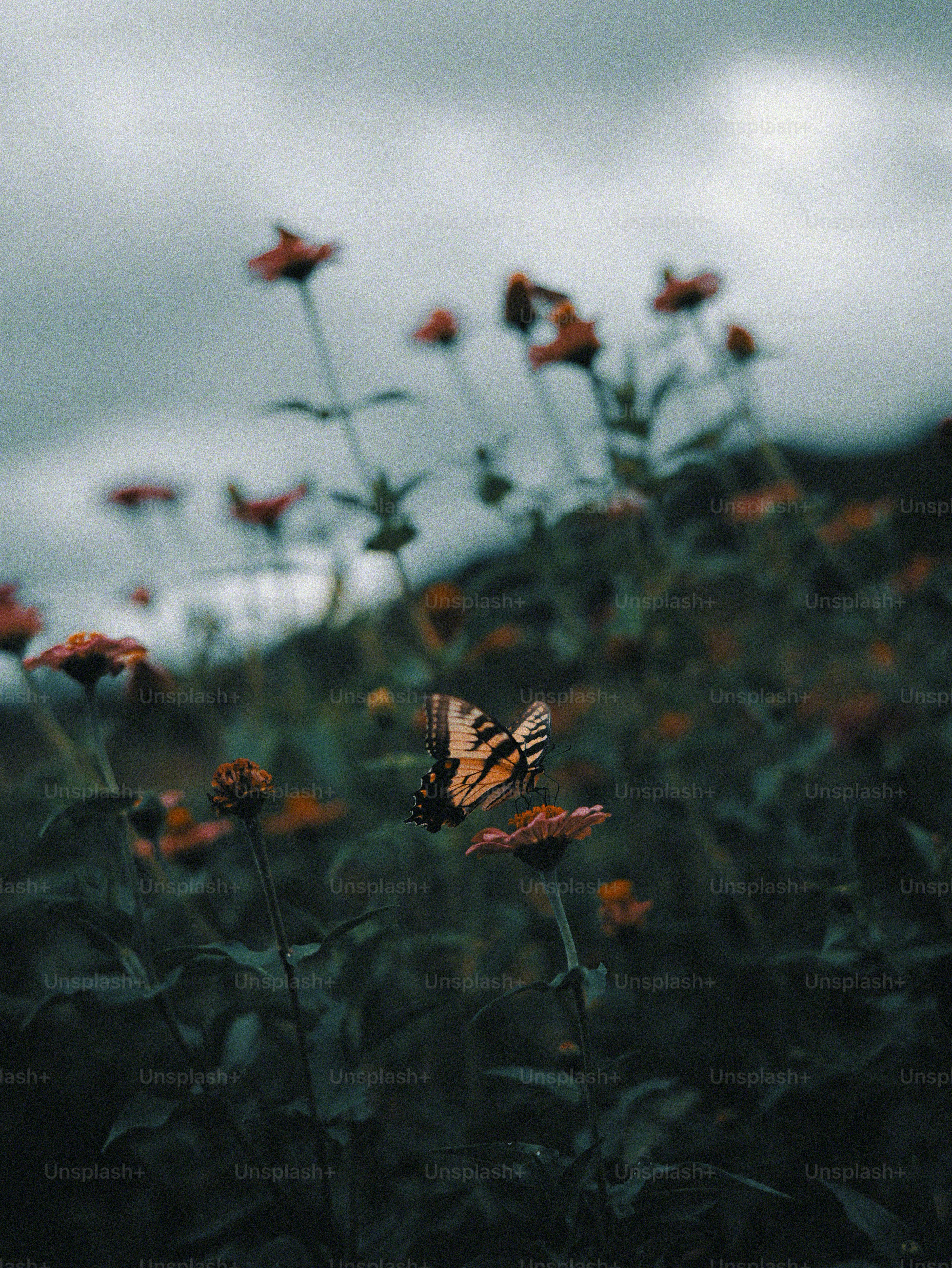 Dalie rosa e crema in fiore - Foto su Unsplash