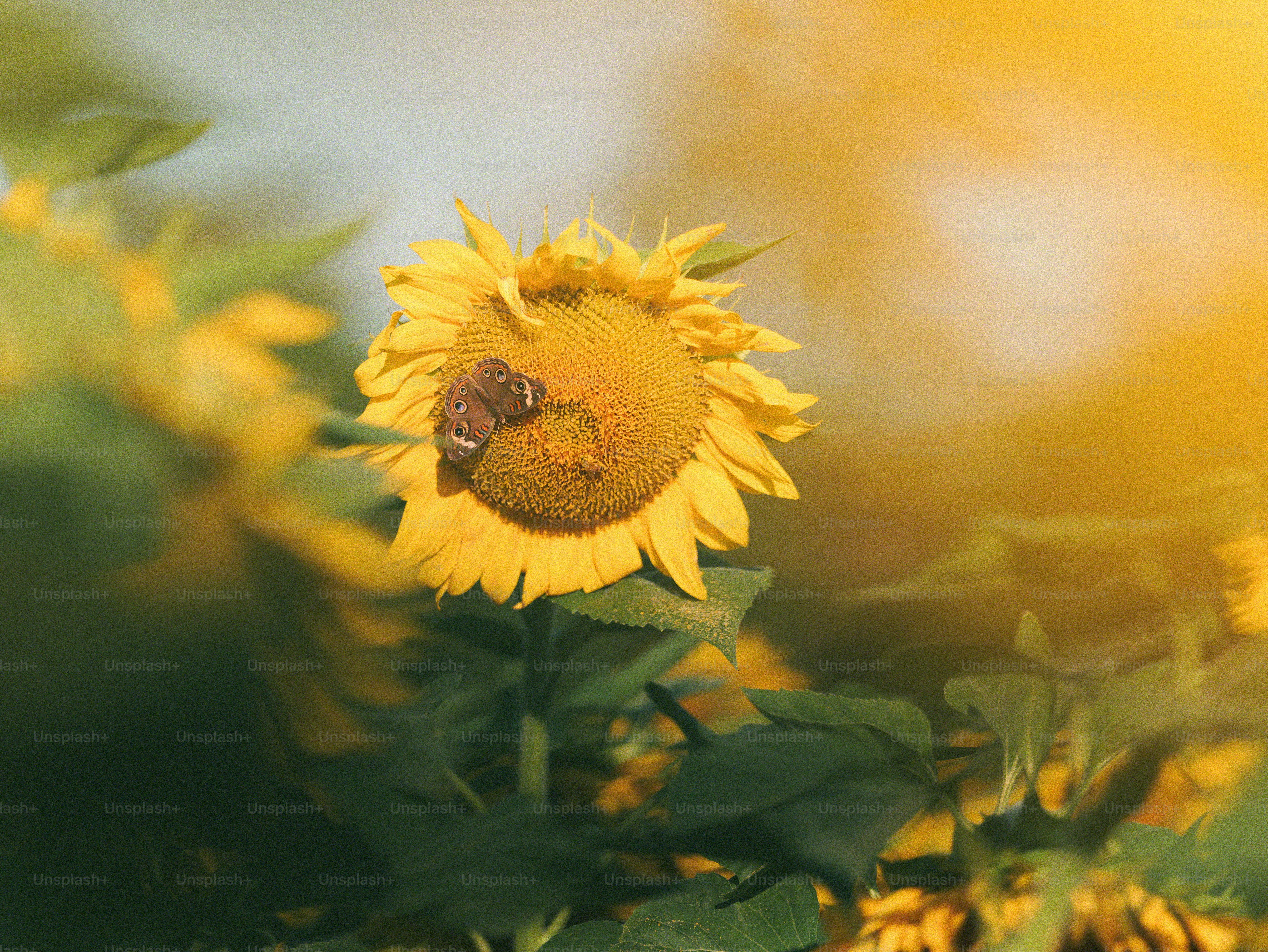 Butterfly on vibrant yellow sunflower - Photo on Unsplash+
