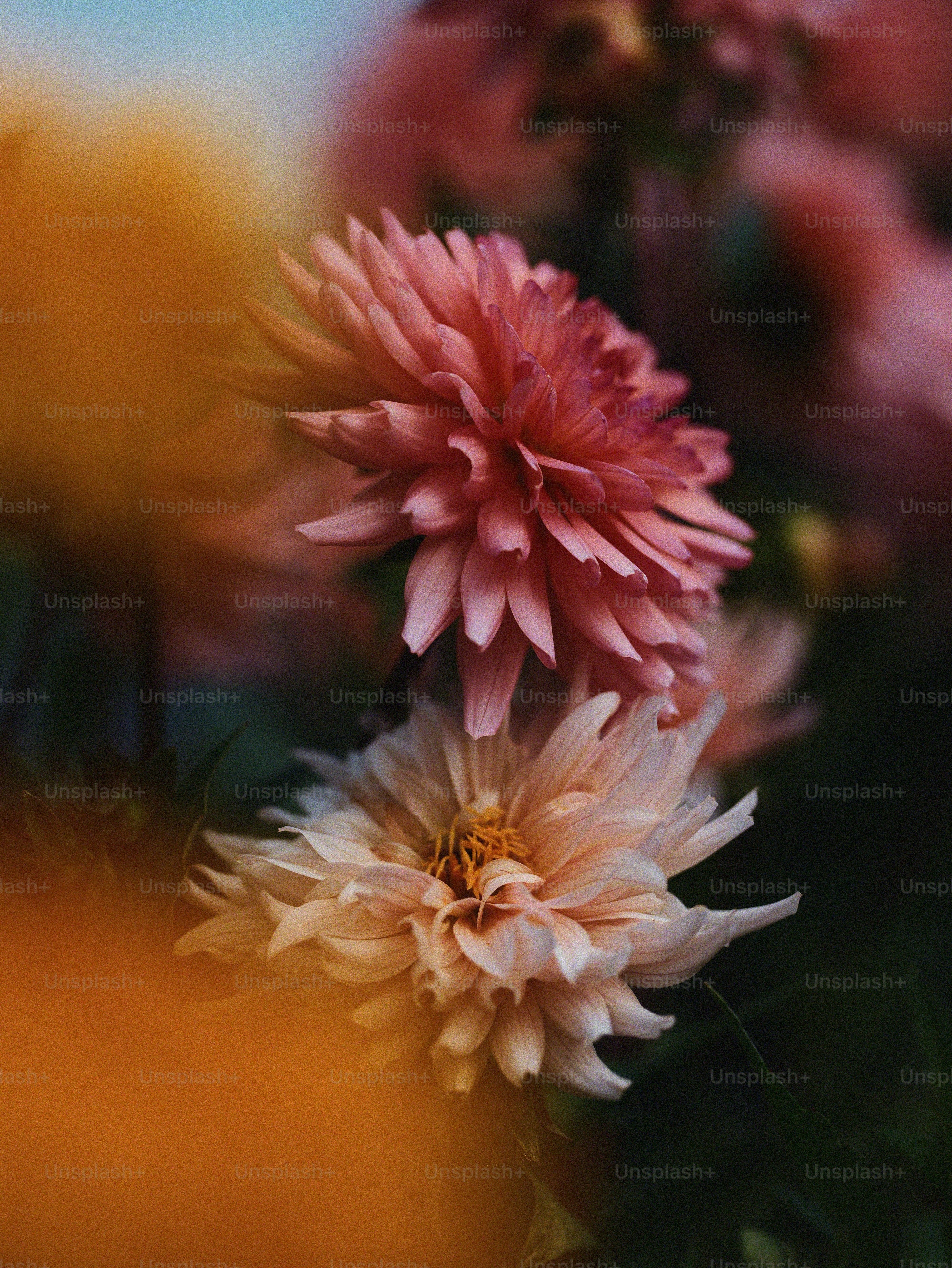 Dalie rosa e crema in fiore - Foto su Unsplash
