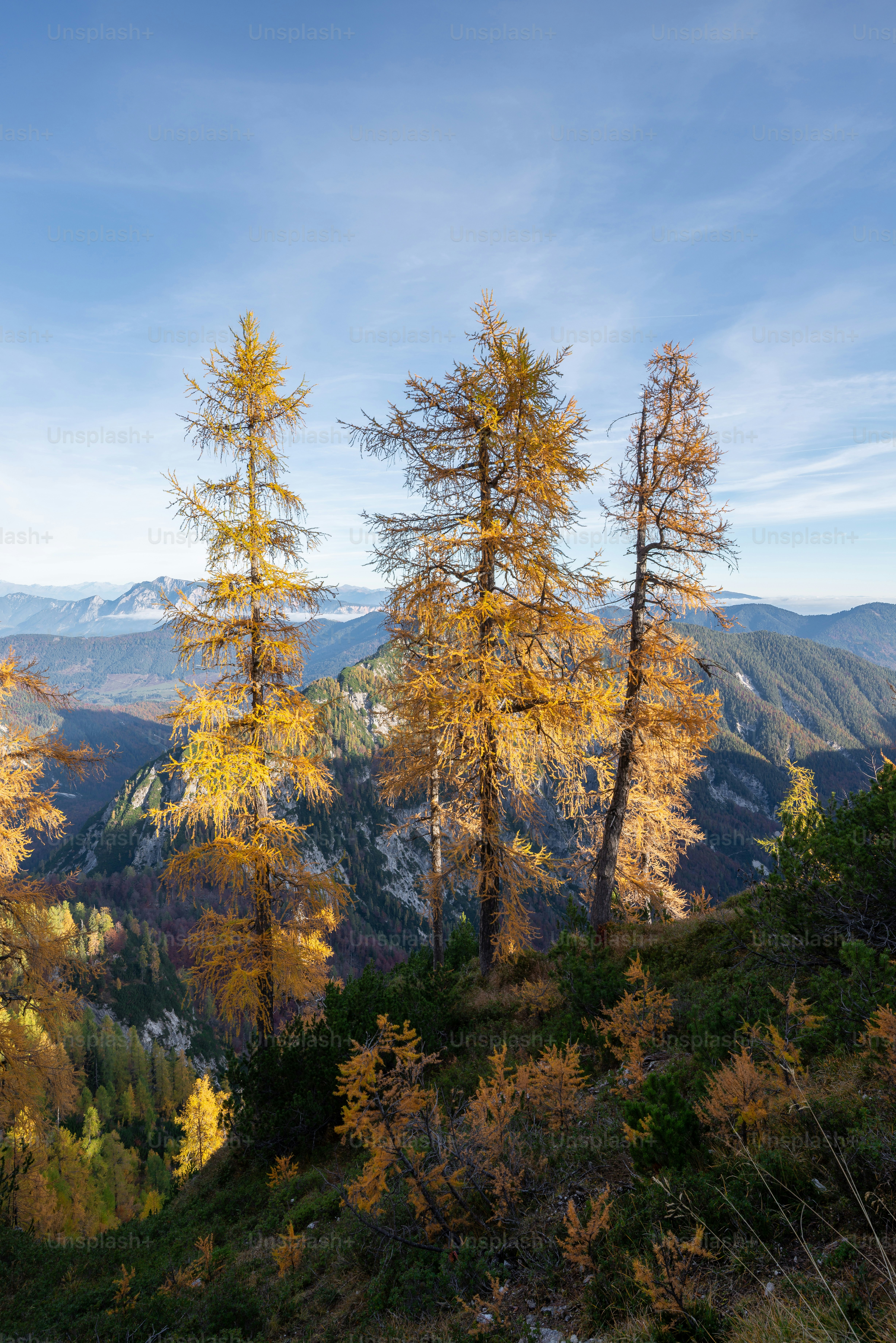Golden larch trees on mountain slope - Photo on Unsplash+