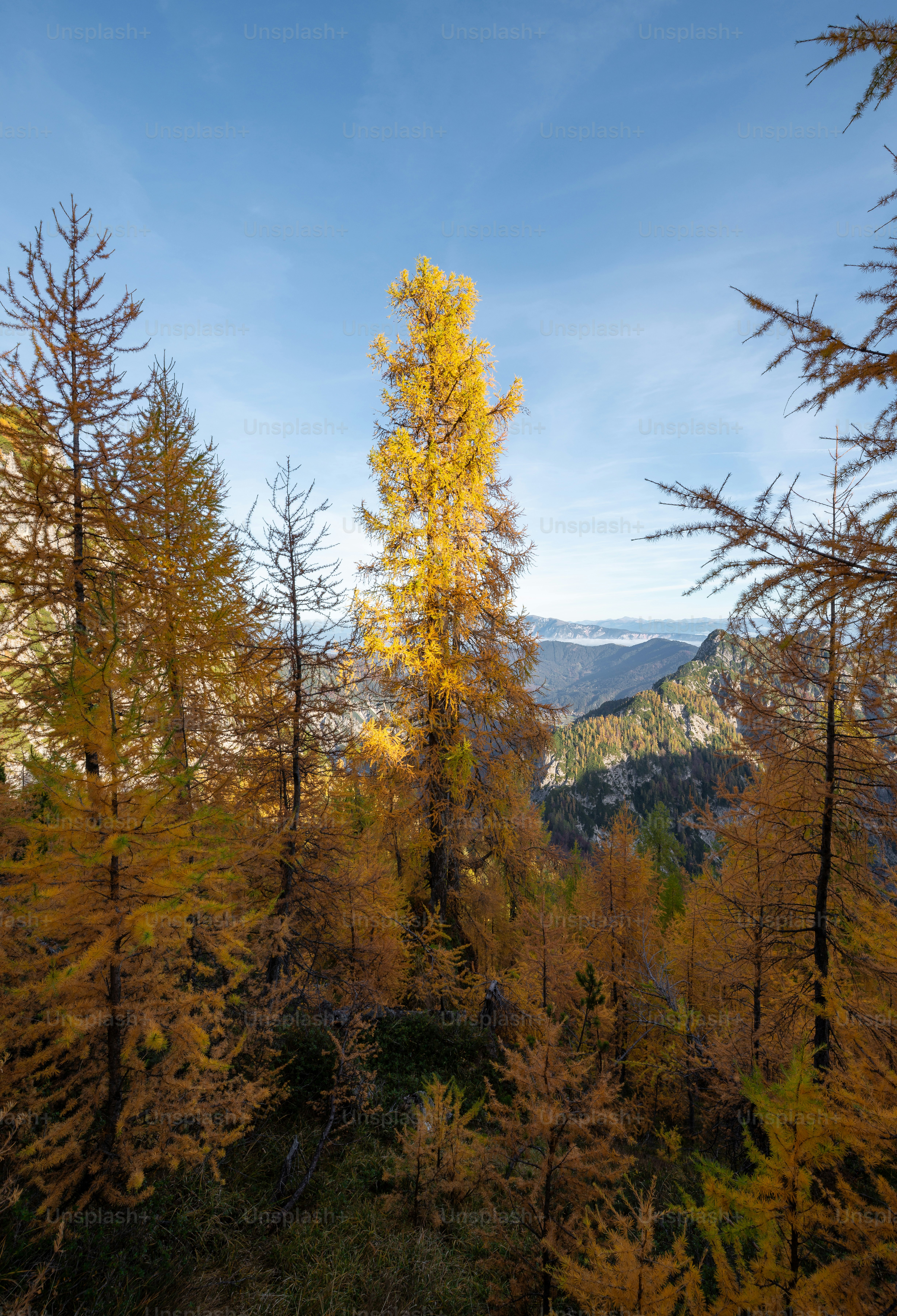 Hiking trail through golden larch trees - Photo on Unsplash+