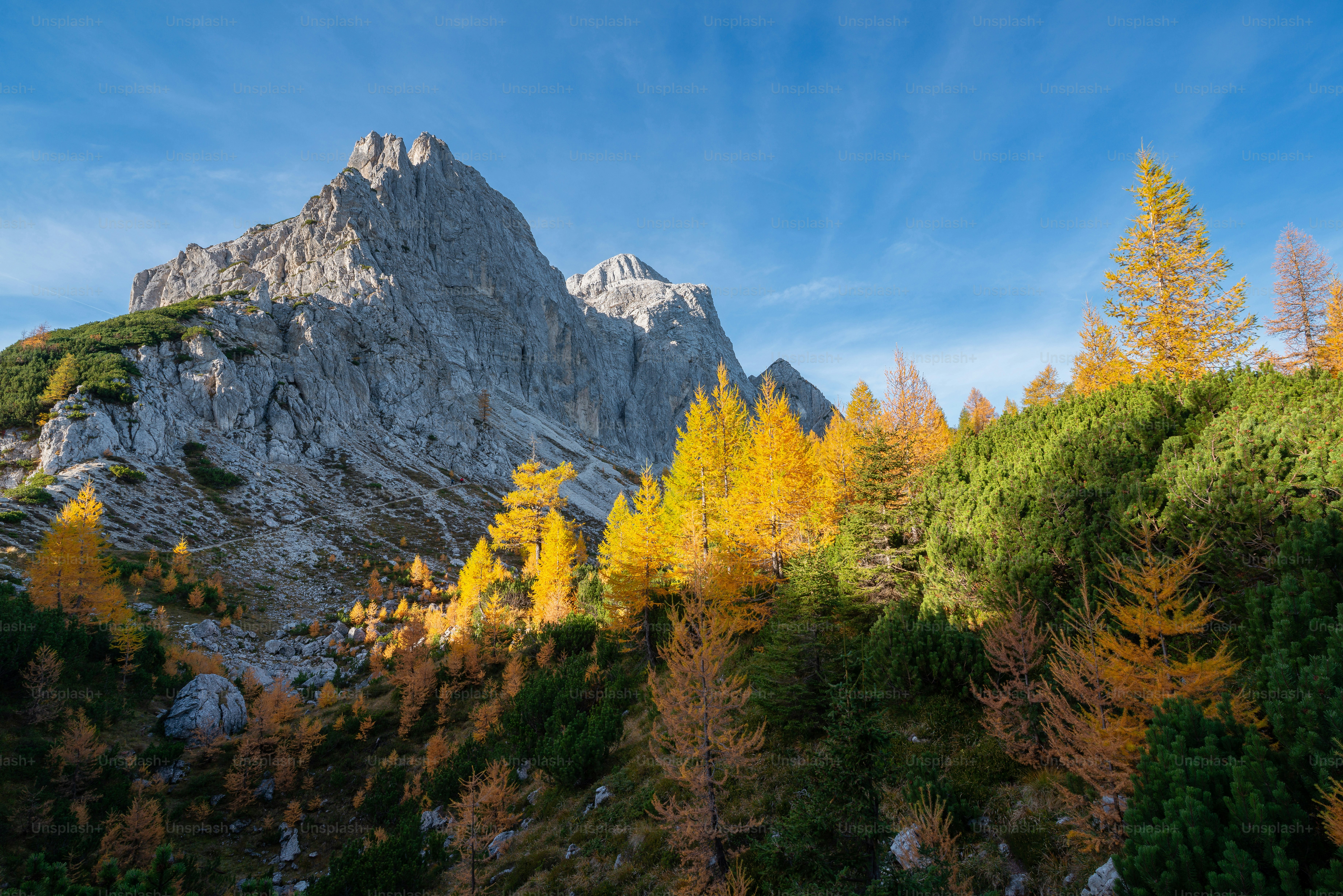 Larch trees below Slemenova Spica peaks - Photo on Unsplash+