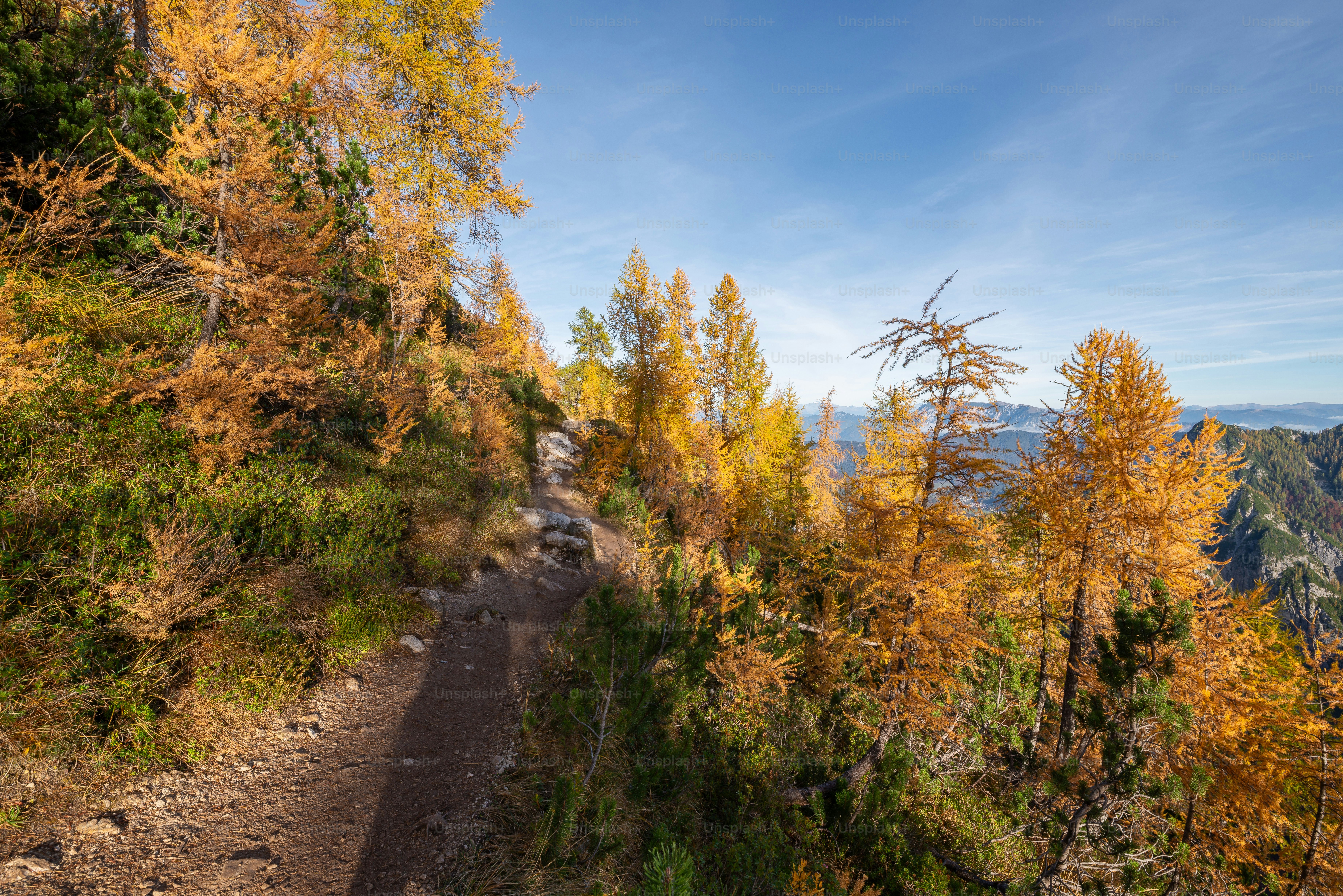 Larch trees below Slemenova Spica peaks - Photo on Unsplash+
