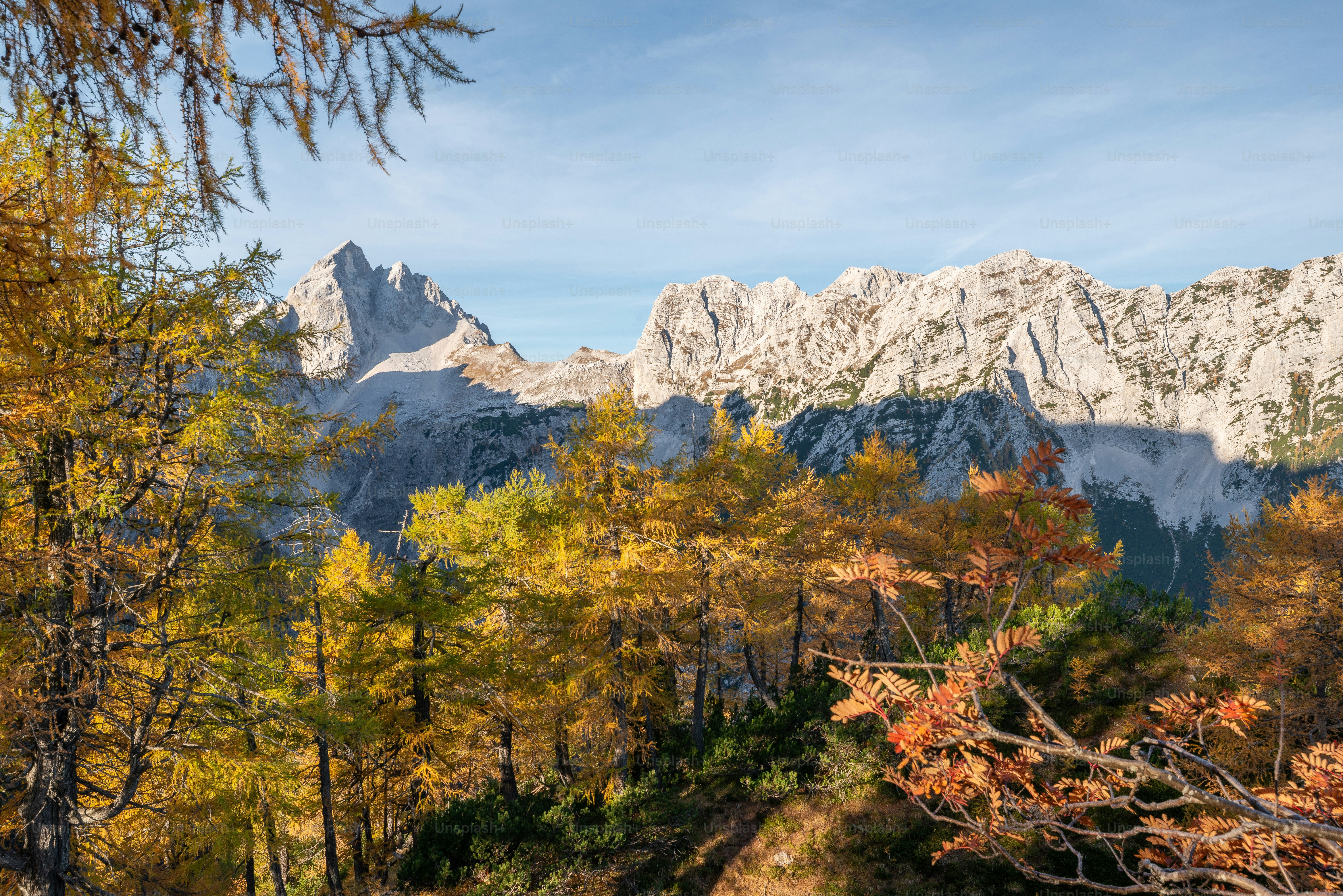 Larch trees below Slemenova Spica peaks - Photo on Unsplash+