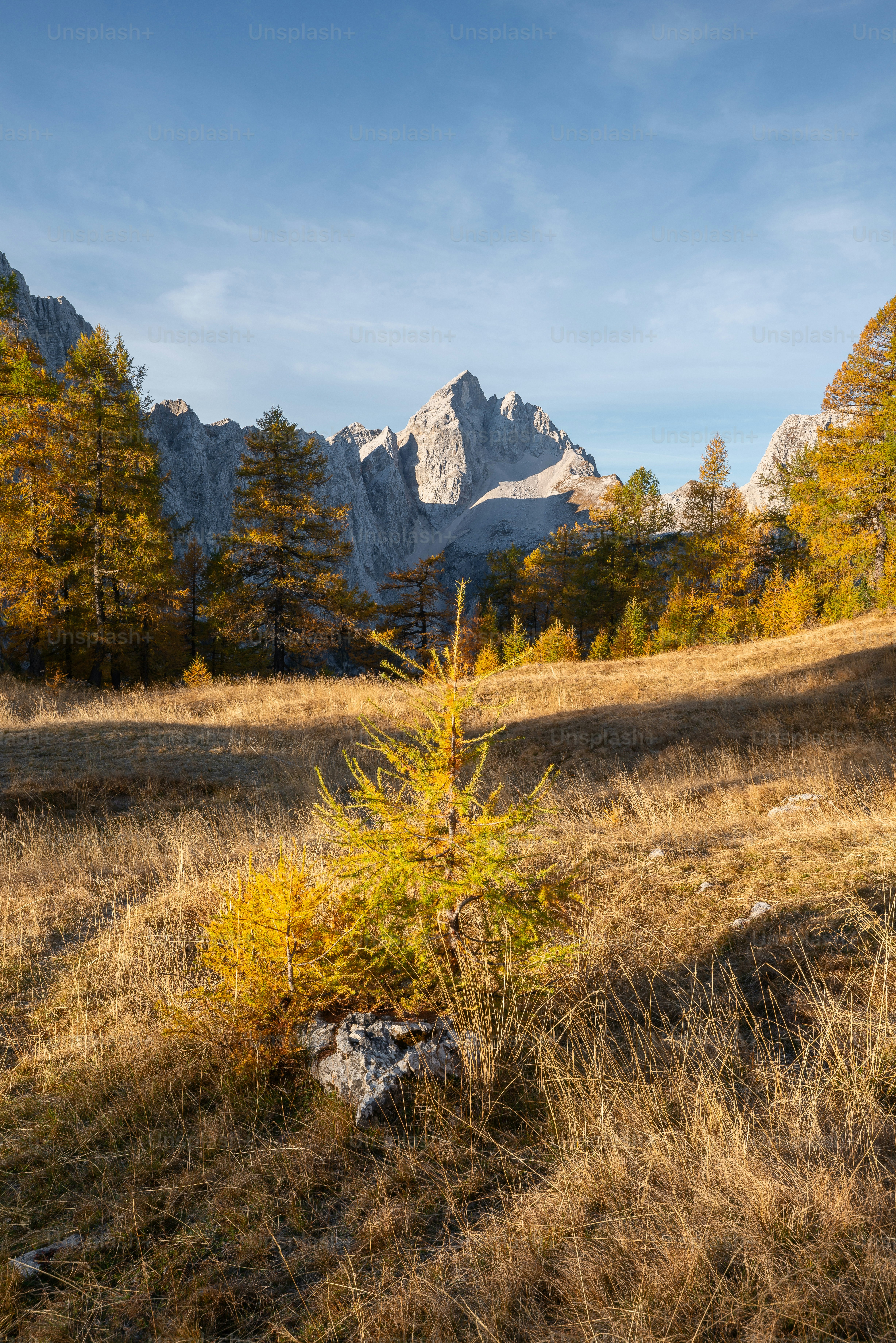 Larch trees below Slemenova Spica peaks - Photo on Unsplash+