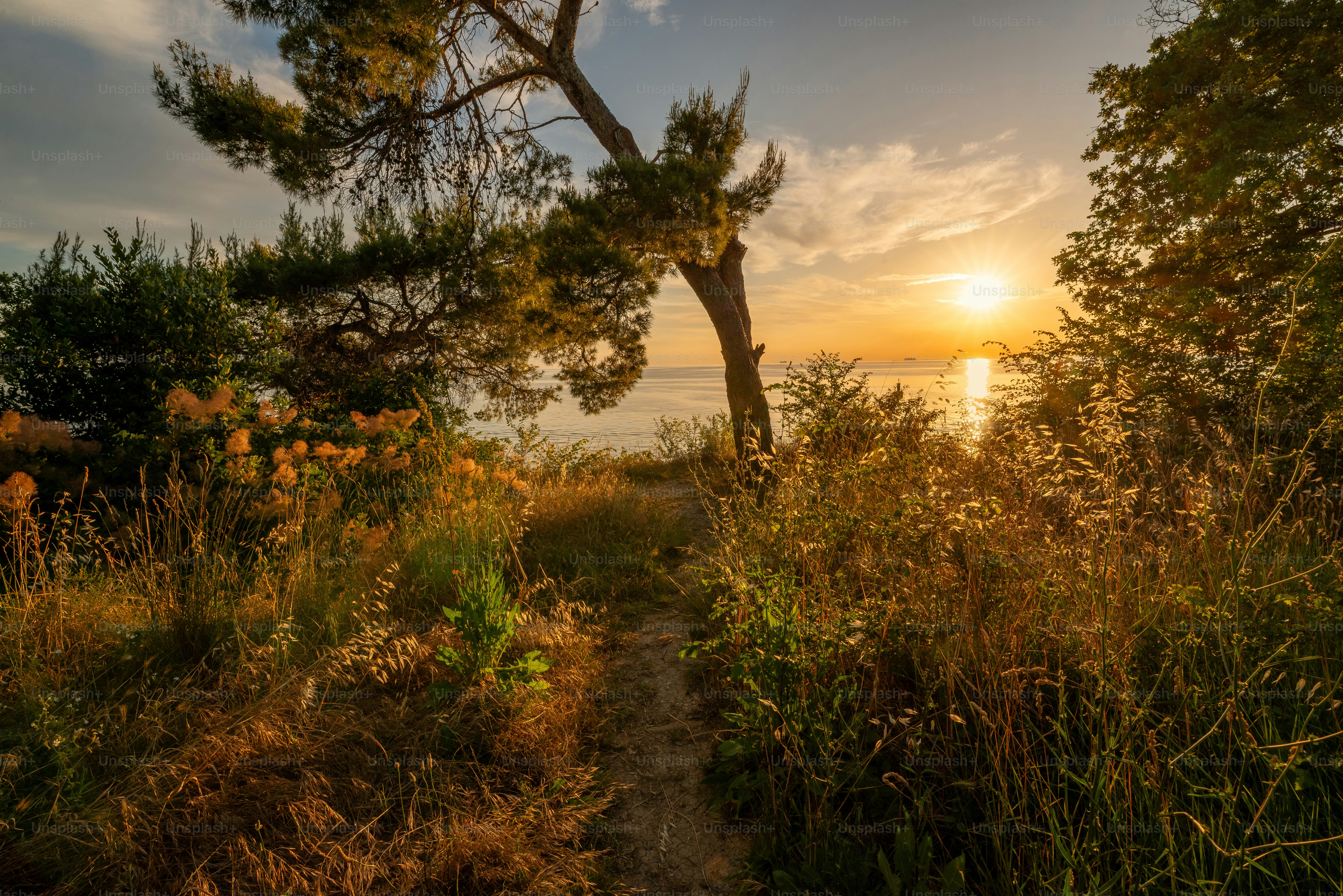 Coastal path at golden hour in Croatia - Photo on Unsplash+