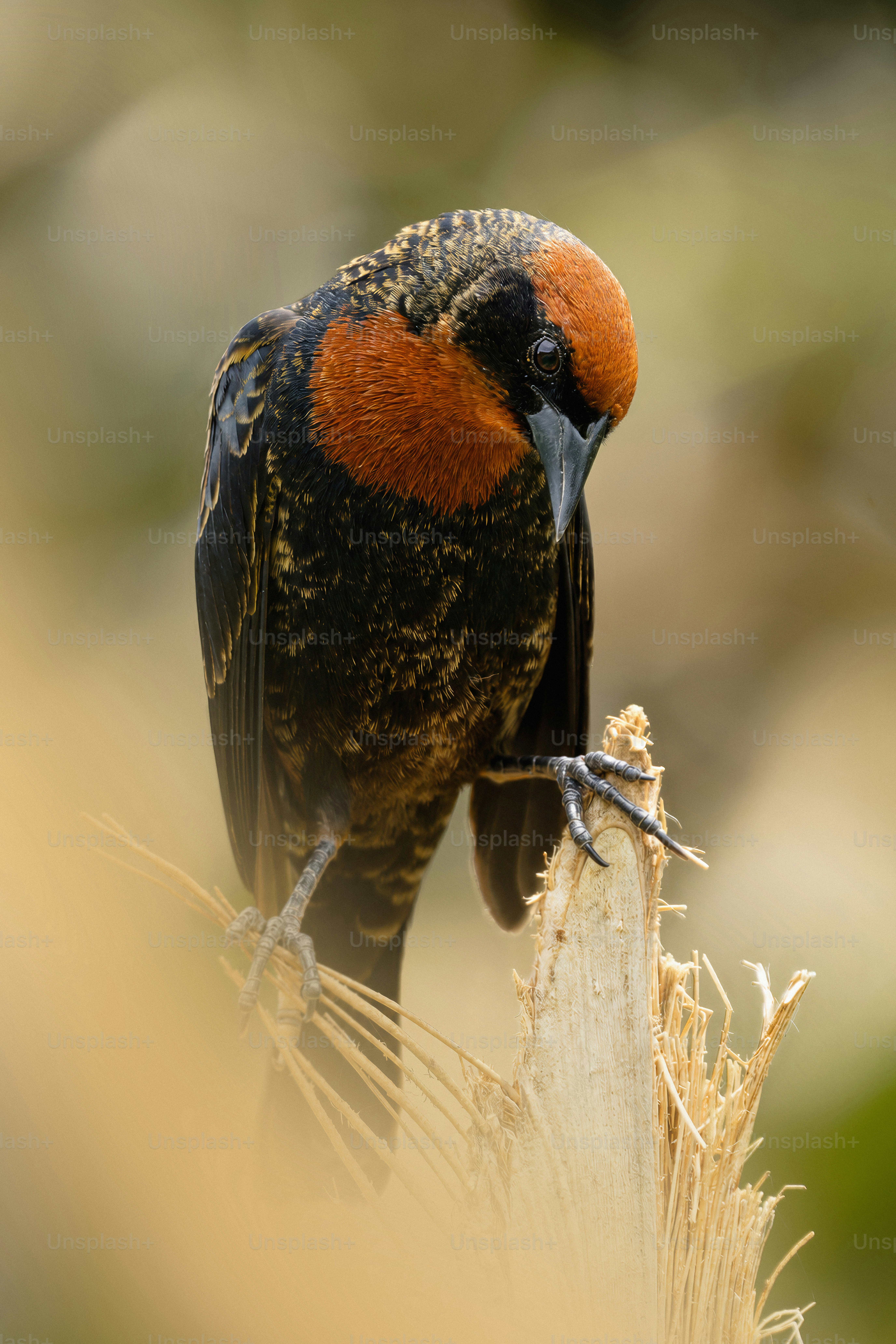 Black bird with orange head perched - Photo on Unsplash+