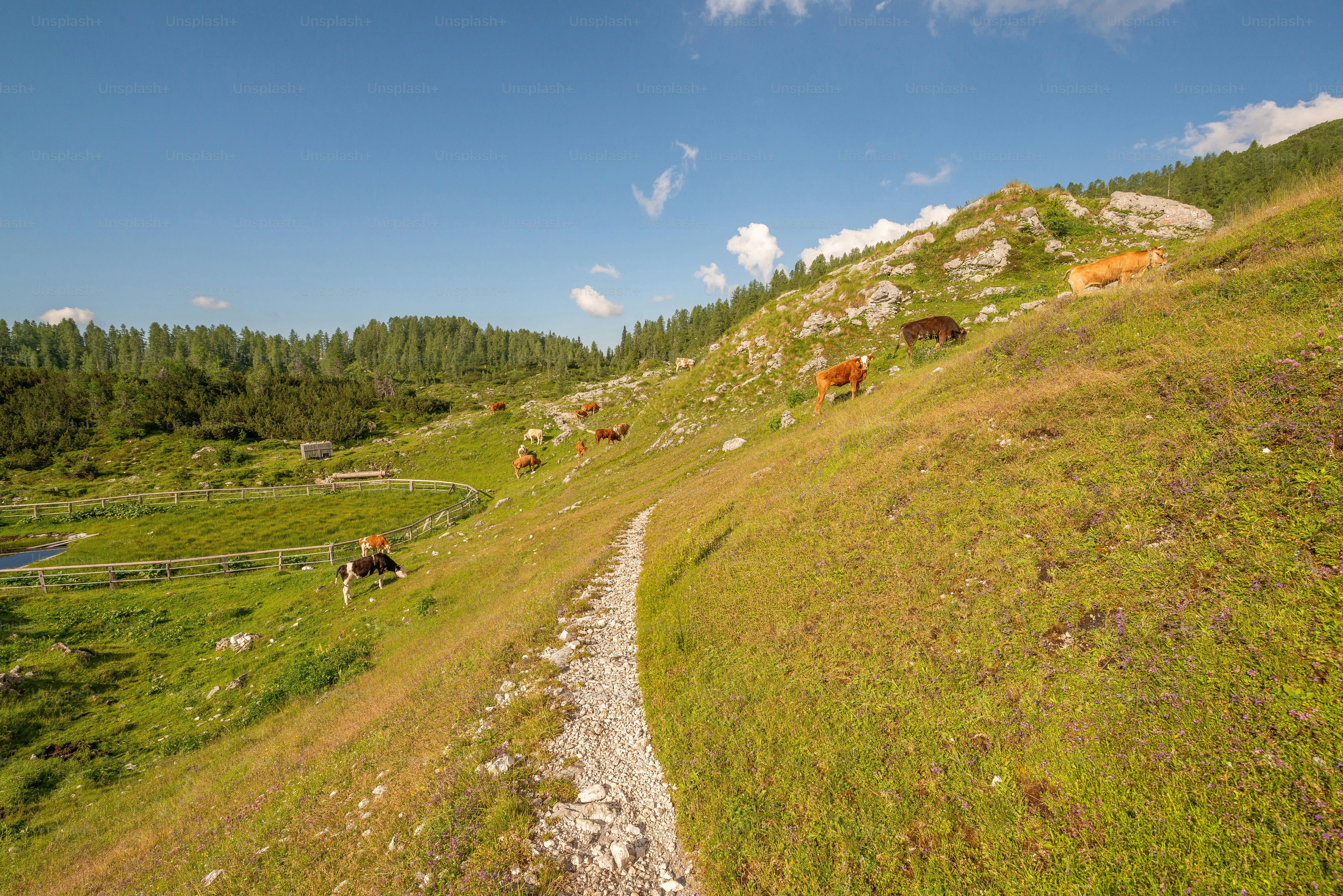 Cows grazing on Triglav National Park slope - Photo on Unsplash+
