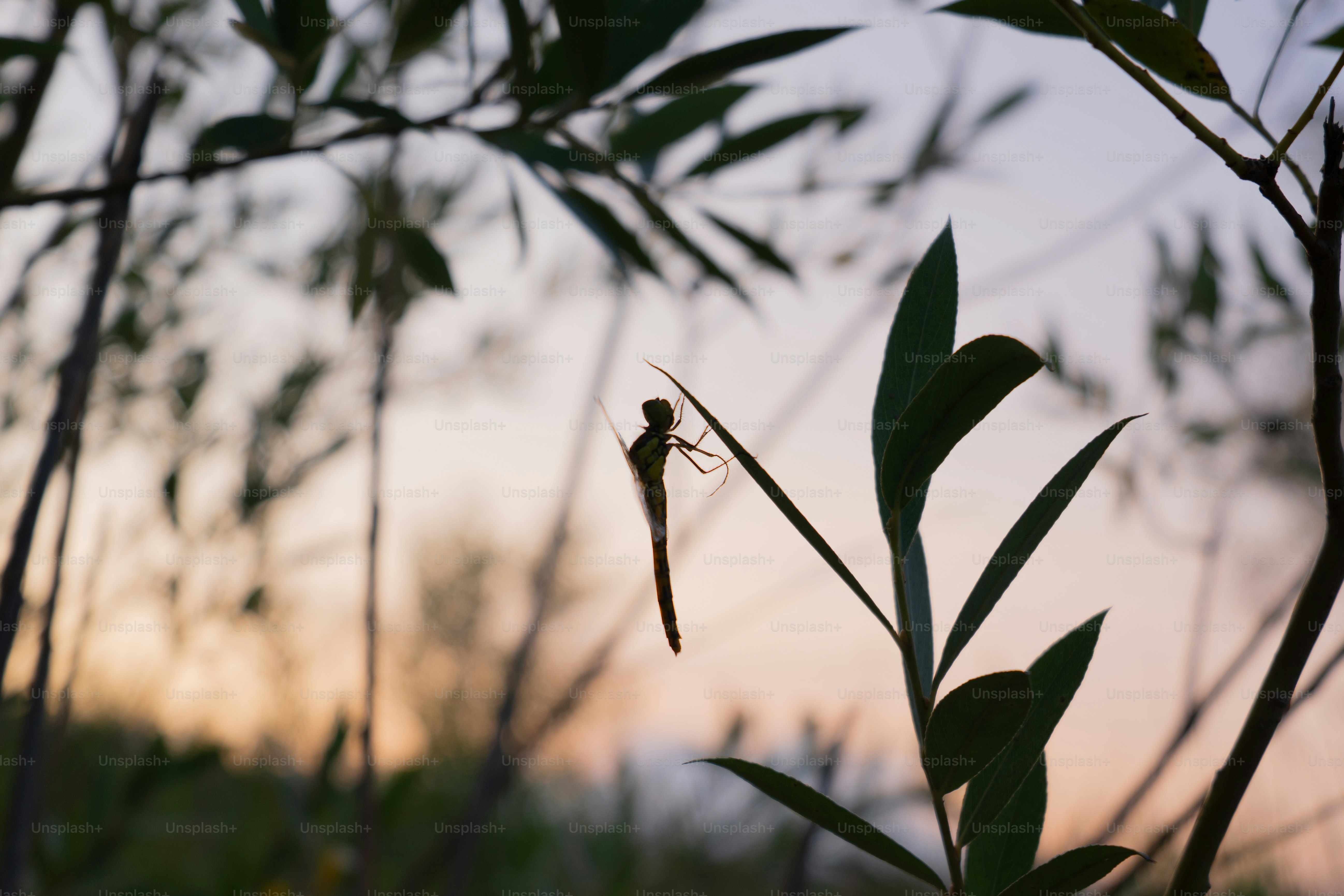 Silhouette de libellule sur la tige de la plante - Photo sur Unsplash+