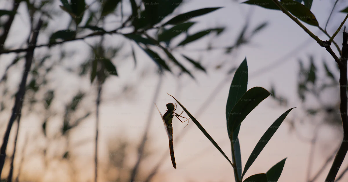 Faune Roumanie Silhouette de libellule sur la tige de la plante - Photo sur Unsplash+