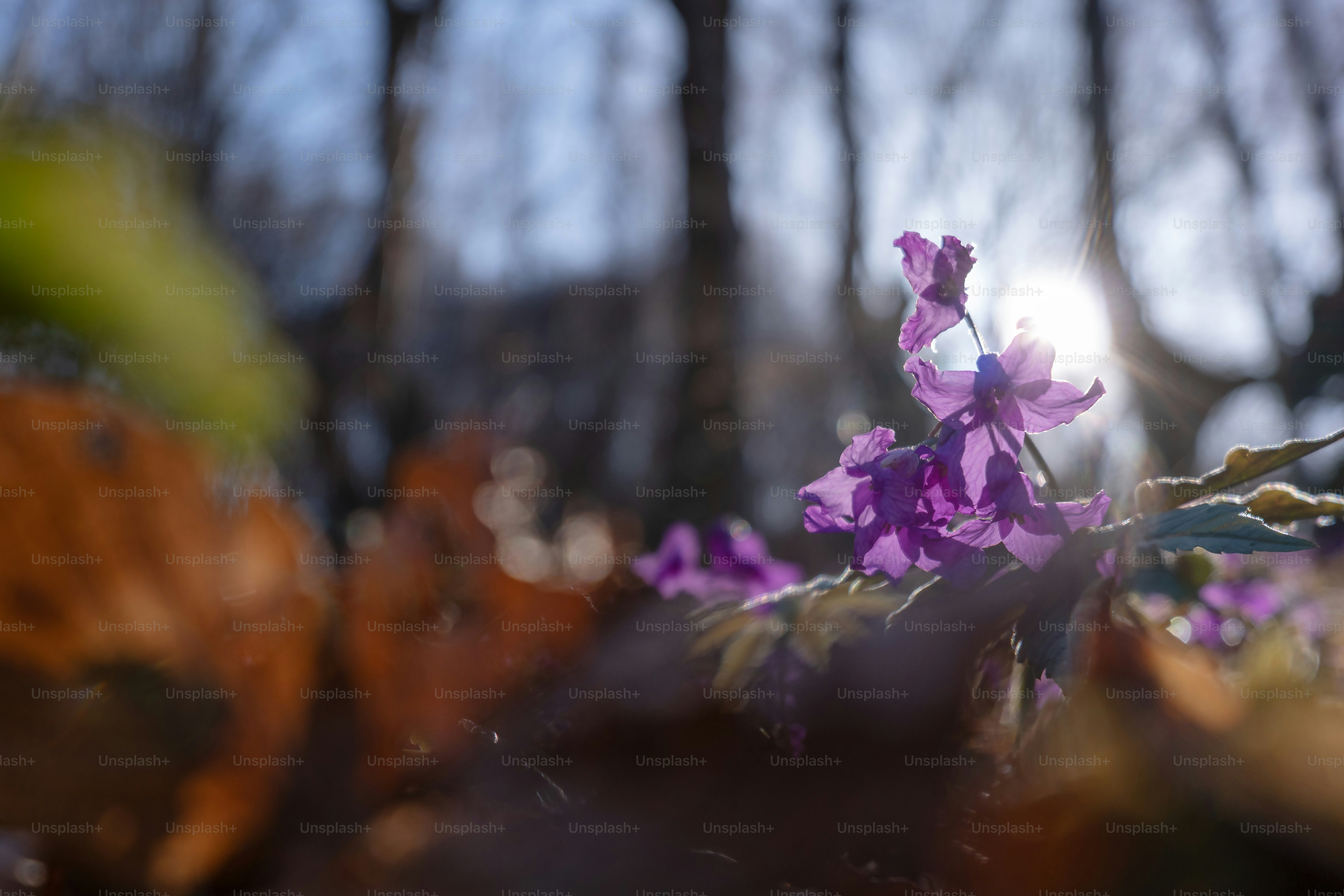 Purple flowers backlit in forest - Photo on Unsplash+