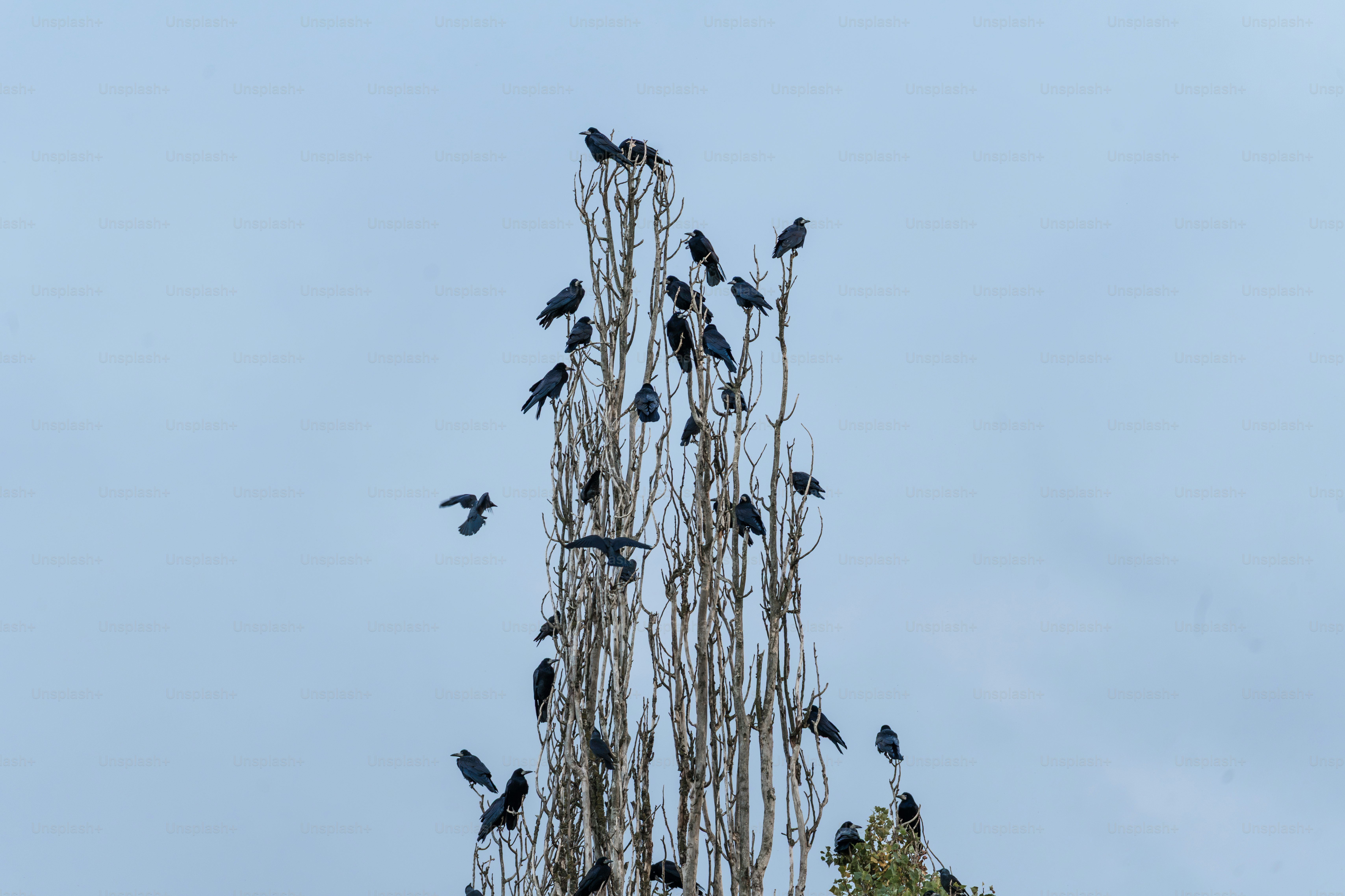 Rooks perched on dead poplar tree - Photo on Unsplash+