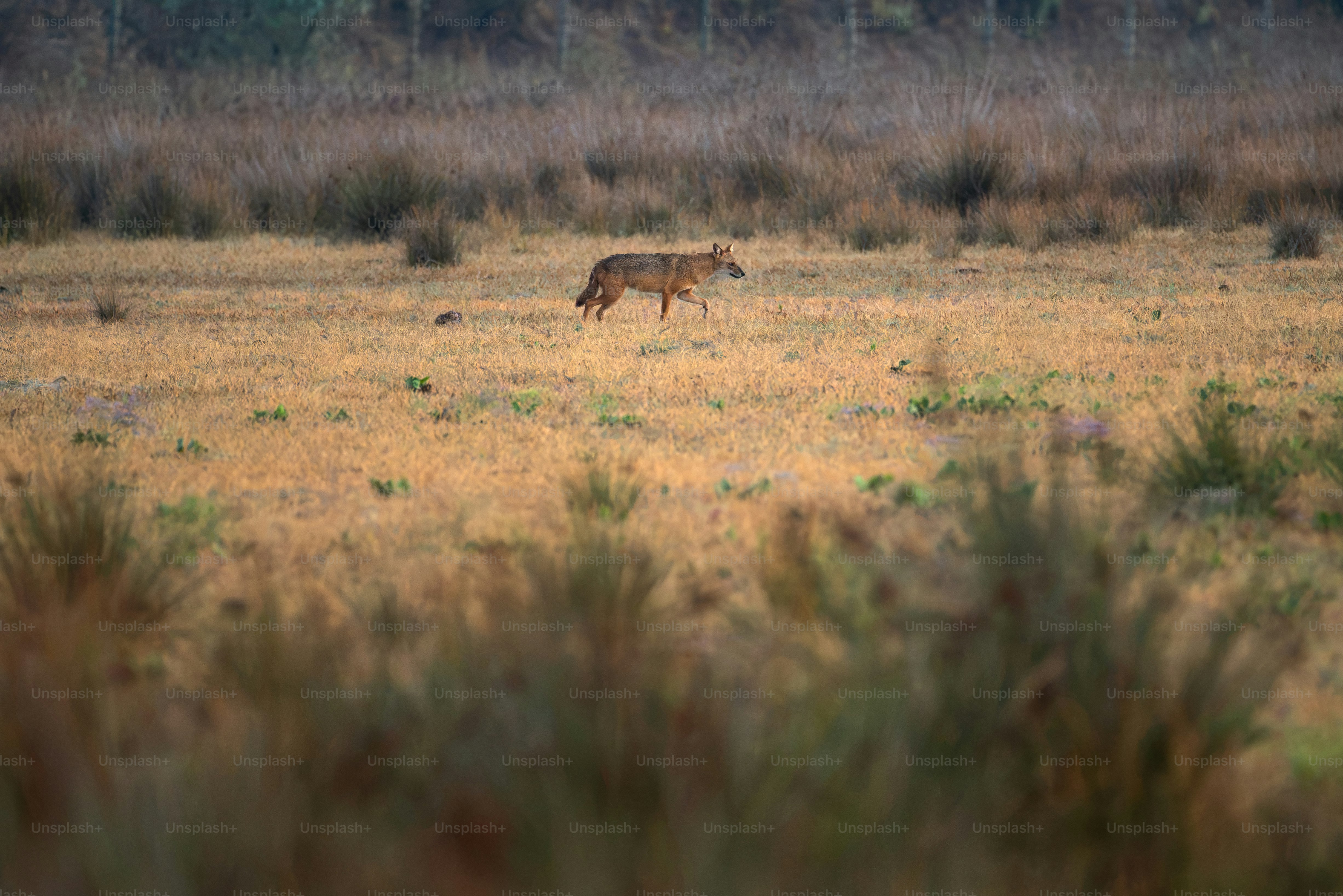 Chacal doré dans le champ du delta du Danube - Photo sur Unsplash+
