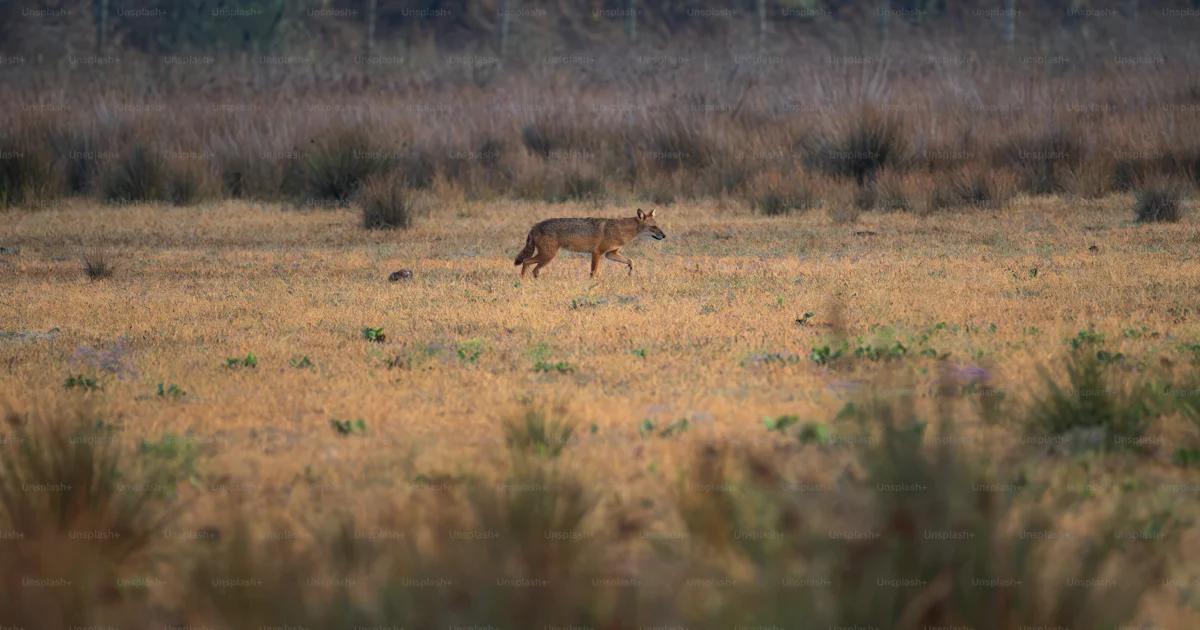 Faune Roumanie Chacal doré dans le champ du delta du Danube - Photo sur Unsplash+