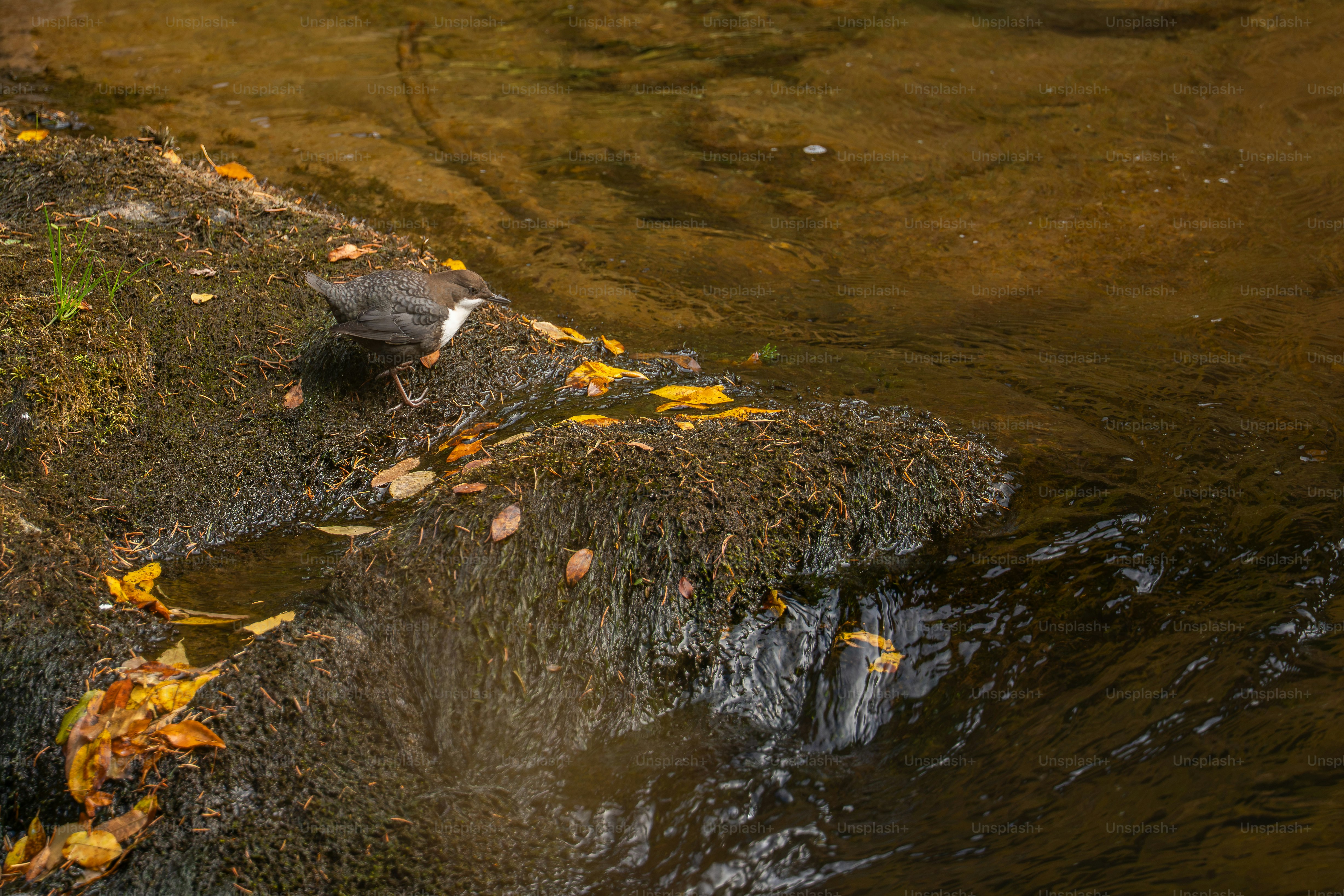 White-throated dipper on mossy river rock - Photo on Unsplash+