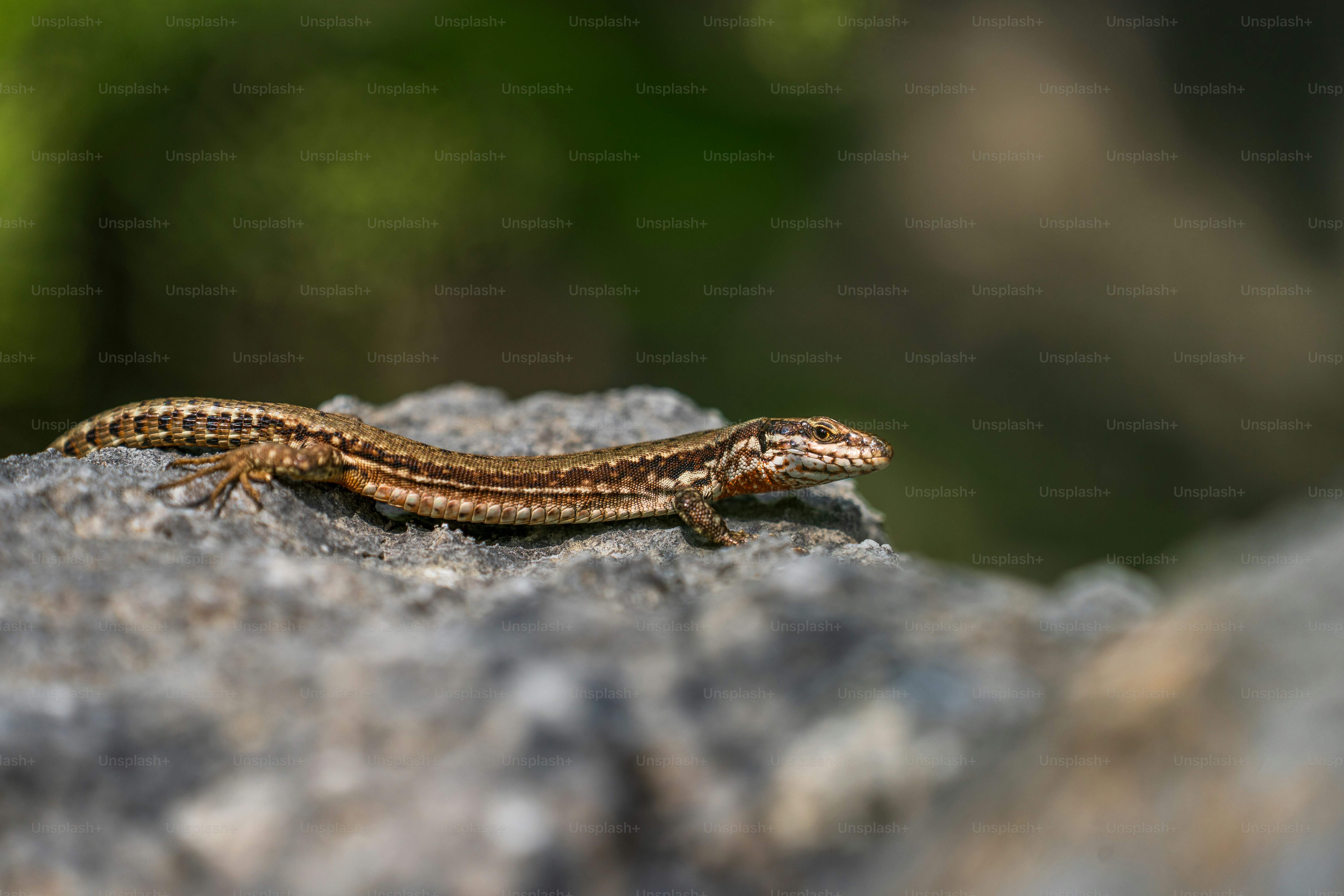 Common wall lizard on rock - Photo on Unsplash+