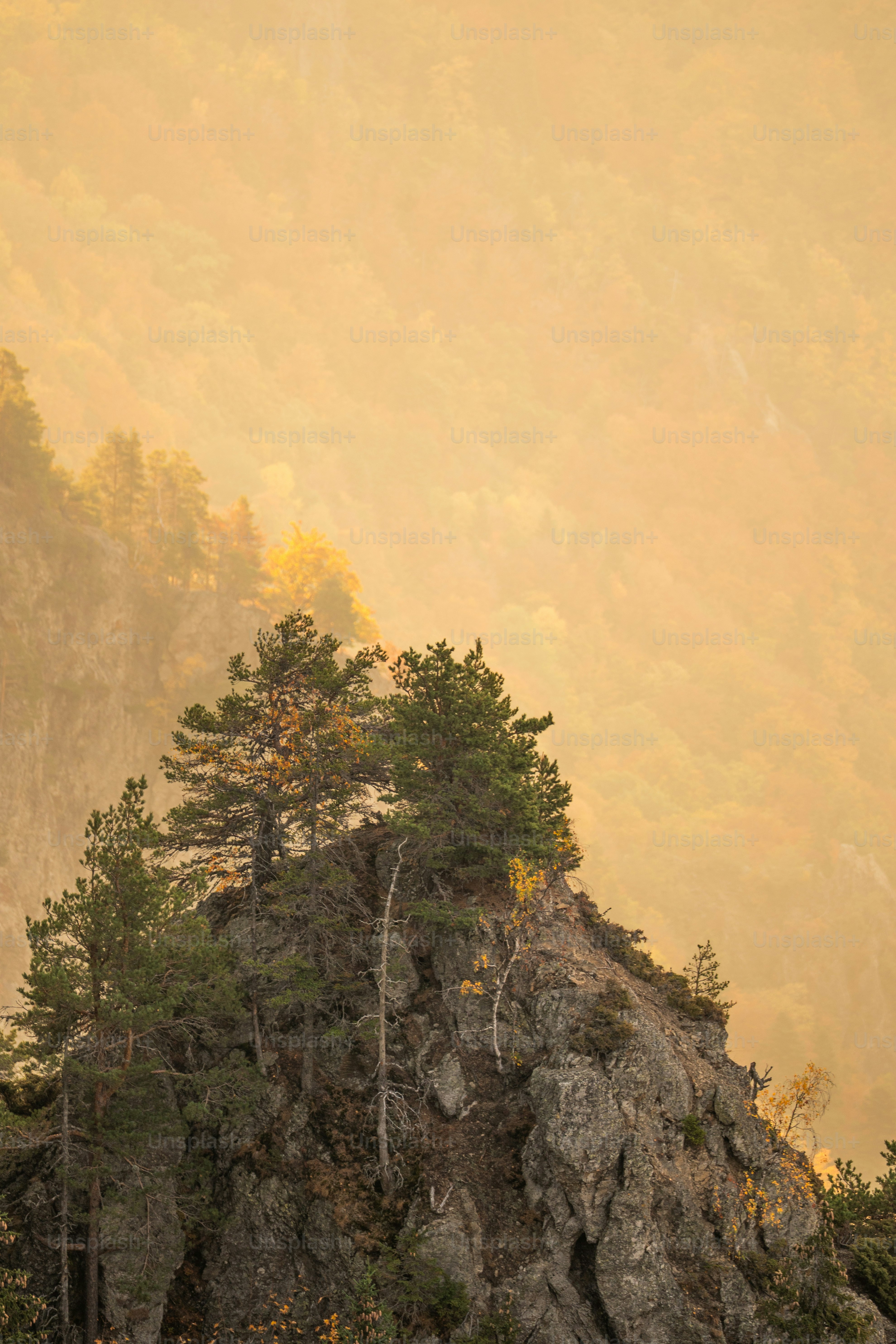 Pine tree on Cozia Mountains cliff - Photo on Unsplash+