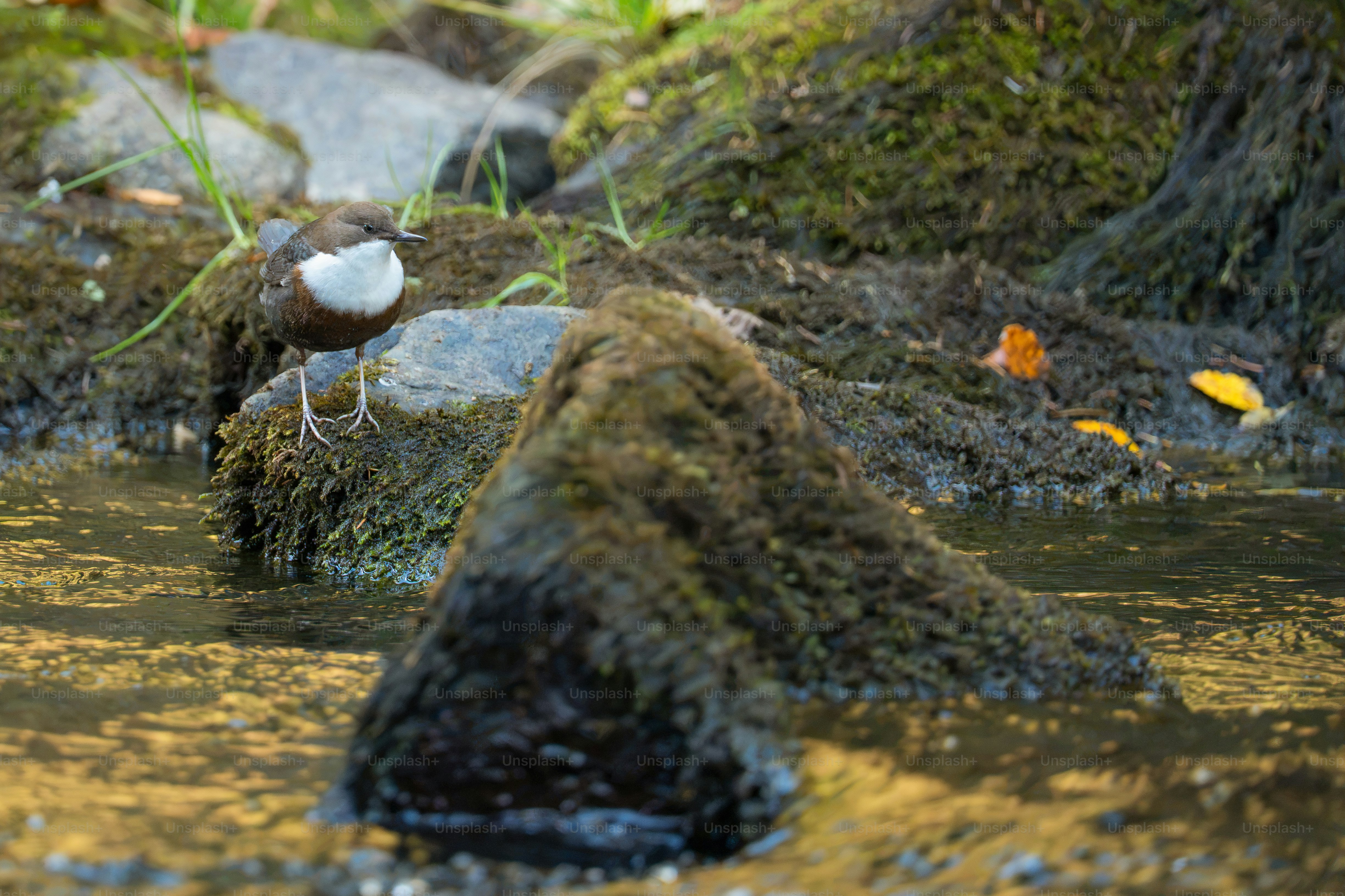White-throated dipper on mossy river rock - Photo on Unsplash+