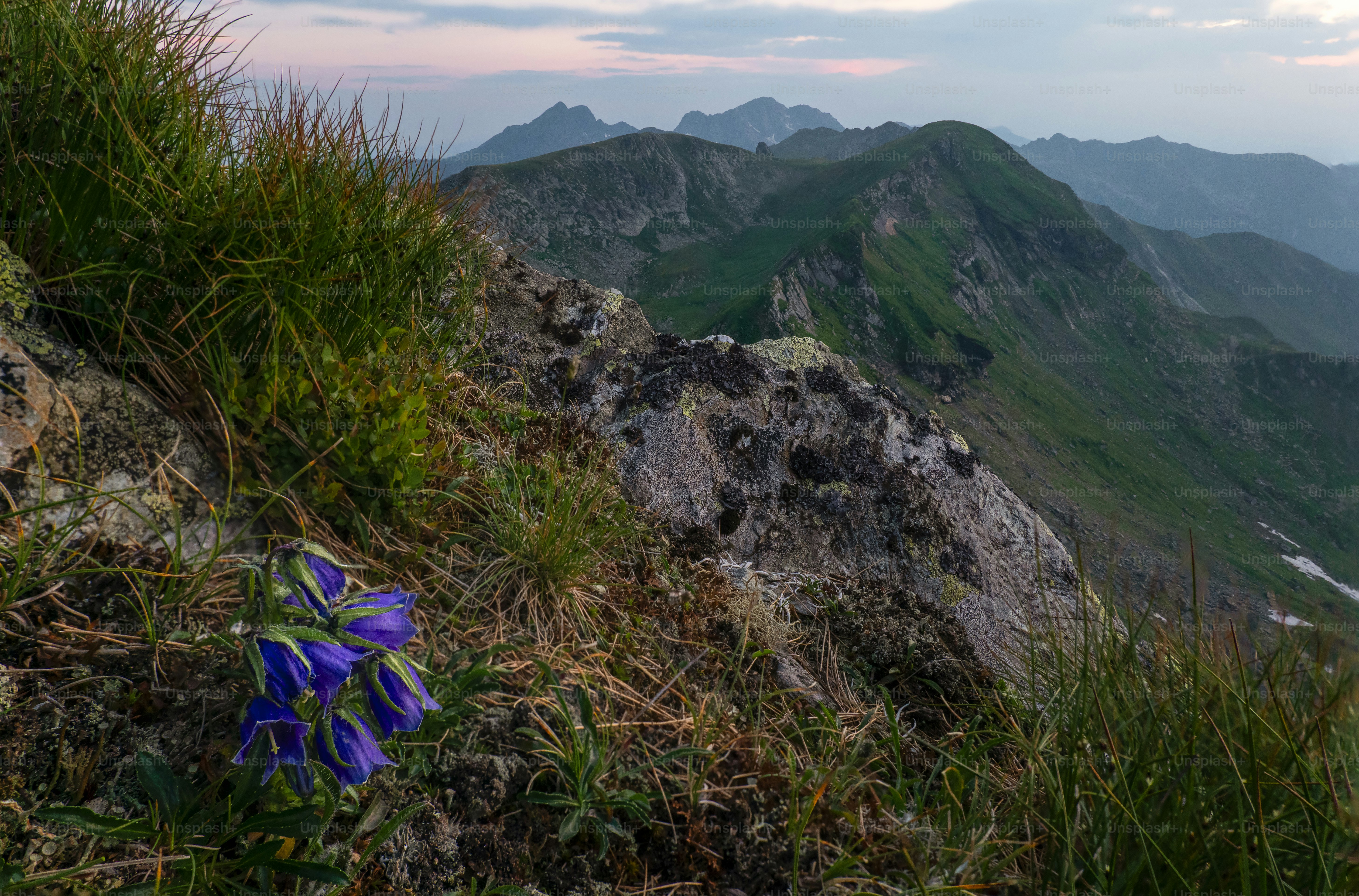 Purple bellflowers on Făgăraș mountain slope - Photo on Unsplash+