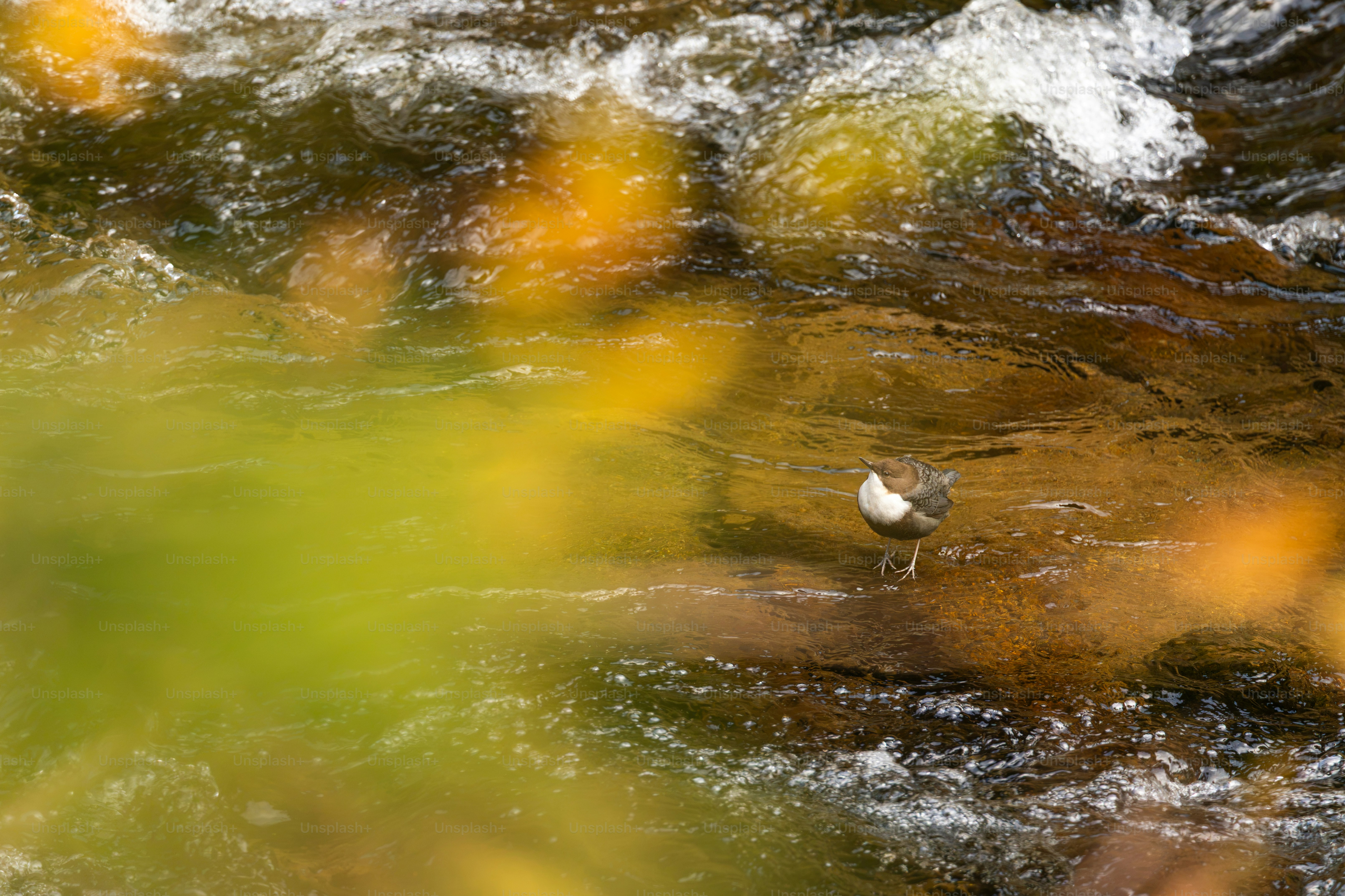 White-throated dipper on mossy river rock - Photo on Unsplash+