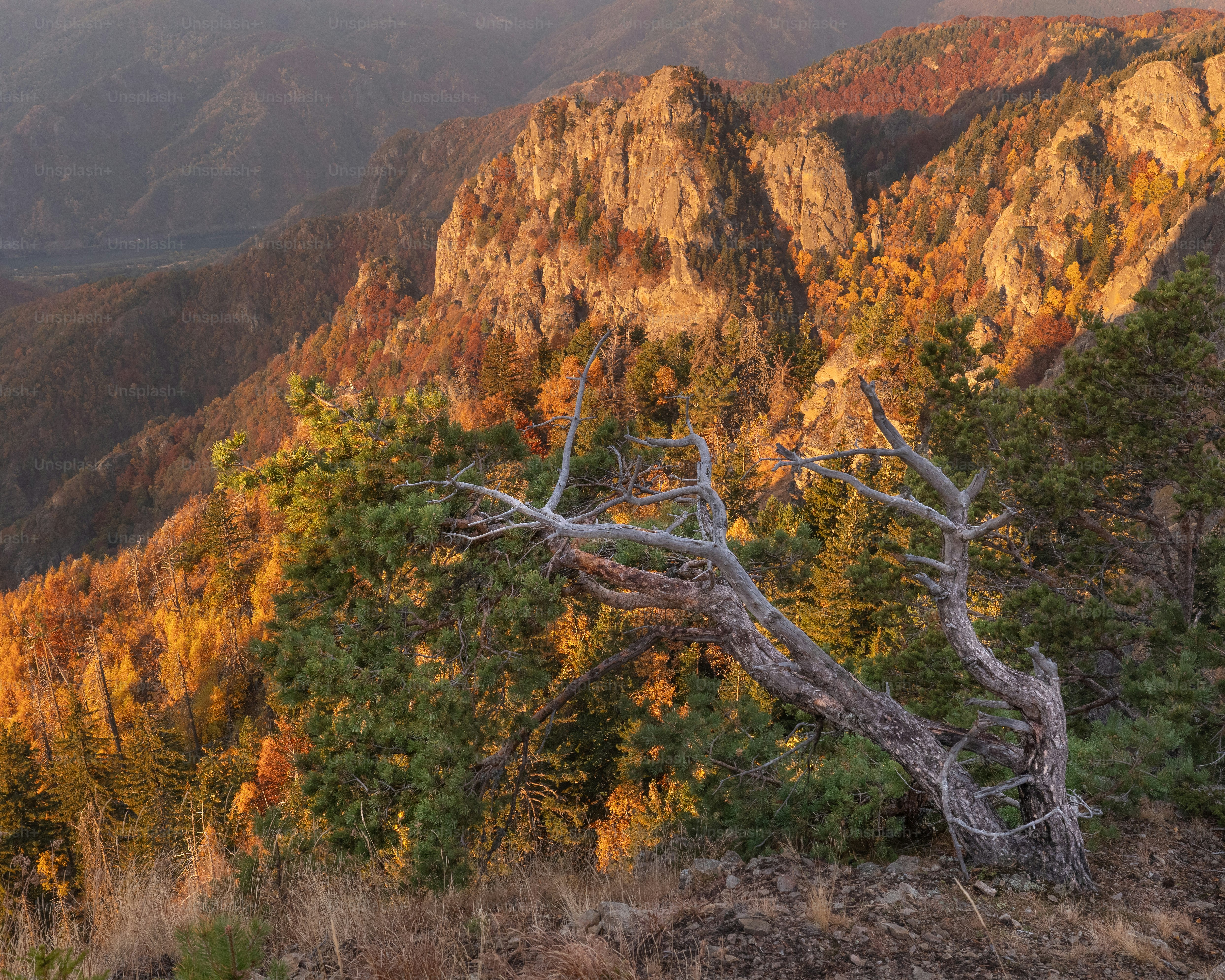 Pine tree on Cozia Mountains cliff - Photo on Unsplash+
